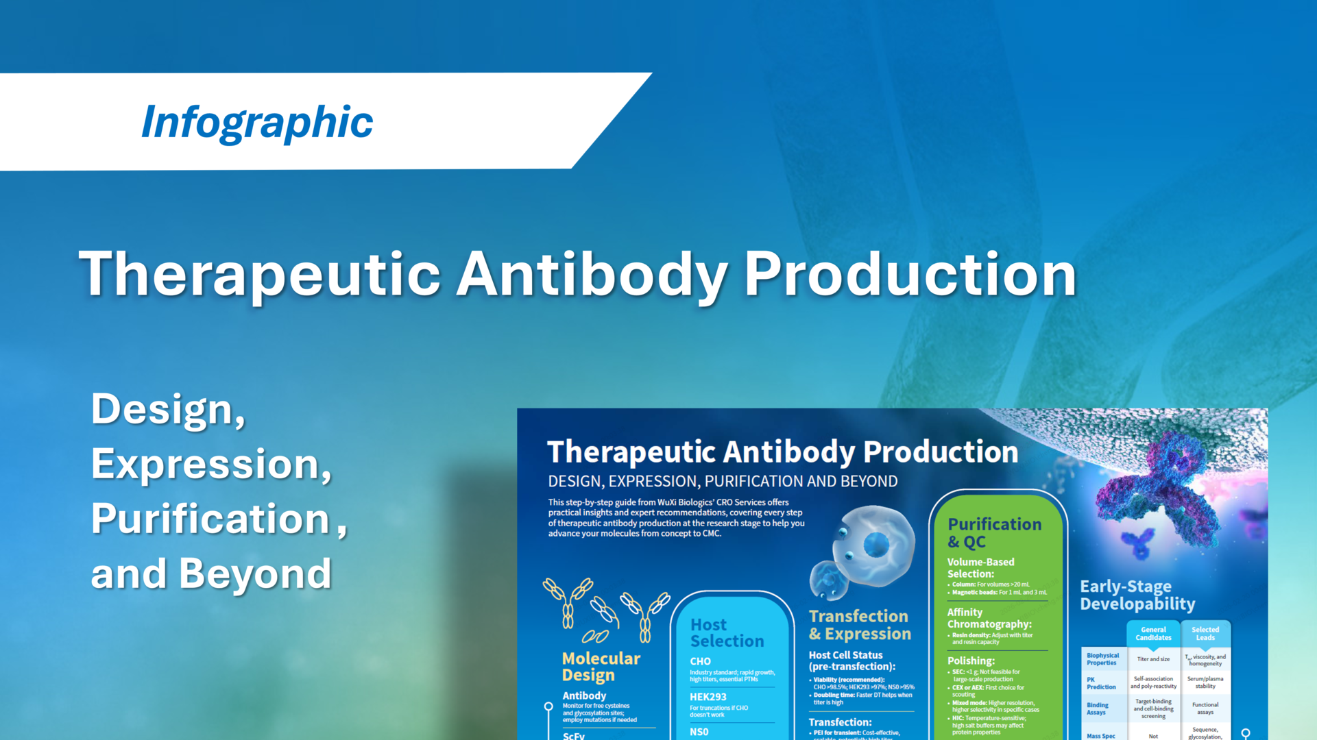 WuXi Biologics’ Therapeutic Antibody Production infographic, showing a roadmap from molecular design and host selection to transfection, purification, and early-stage developability.