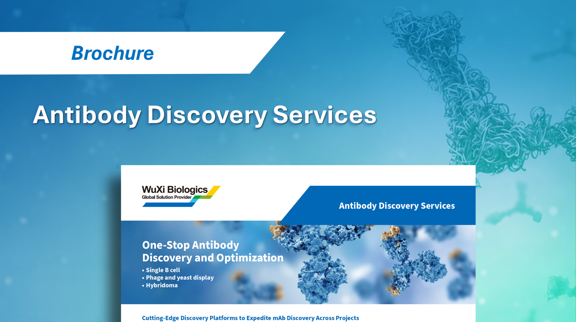 WuXi Biologics' Antibody Discovery Services, featuring one-stop antibody discovery and optimization support.
