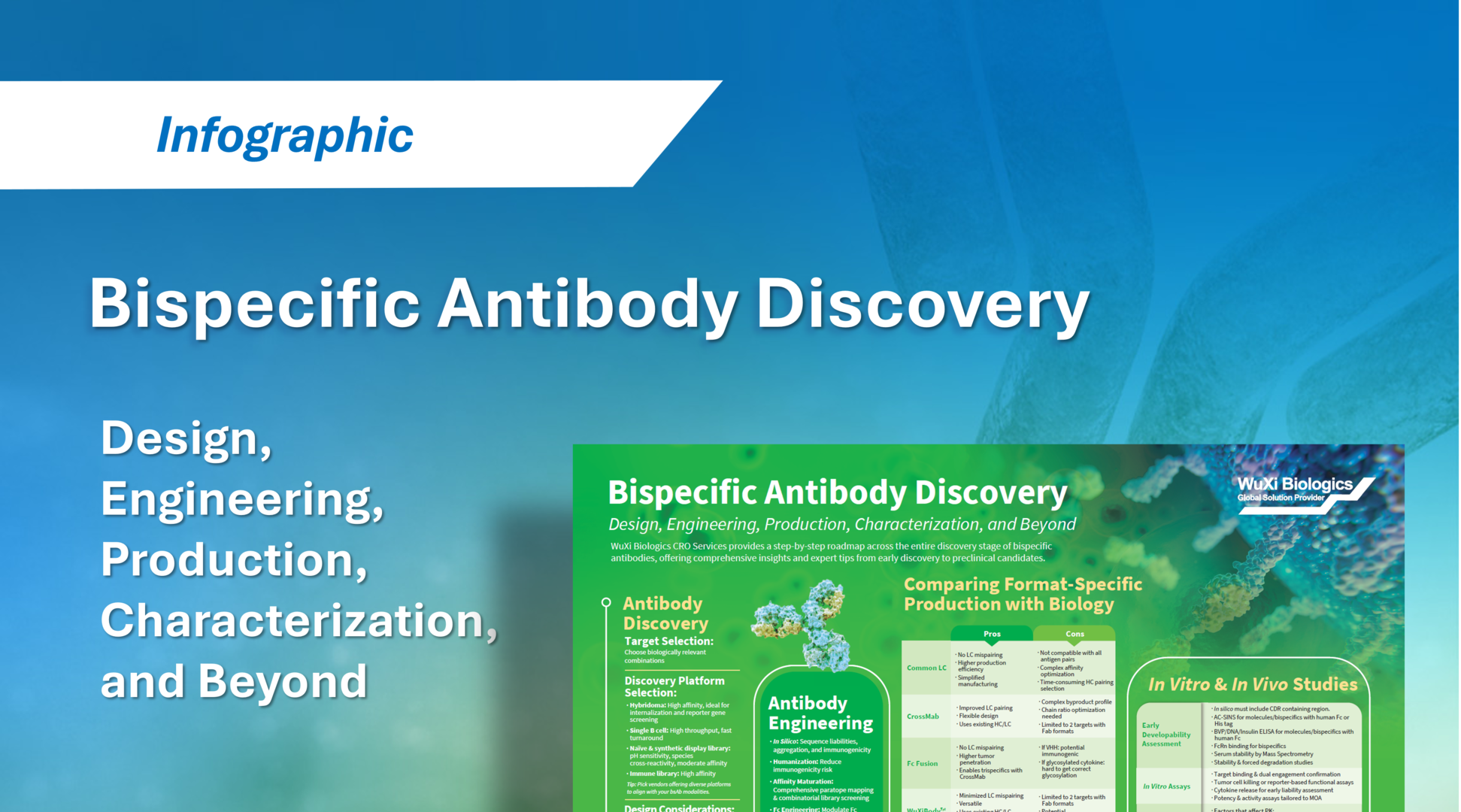 WuXi Biologics’ Bispecific Antibody Discovery Roadmap infographic, highlighting format design, engineering for stability and manufacturability, expression and purification across bsAb formats, early developability assessment, and context-specific in vitro and in vivo studies.