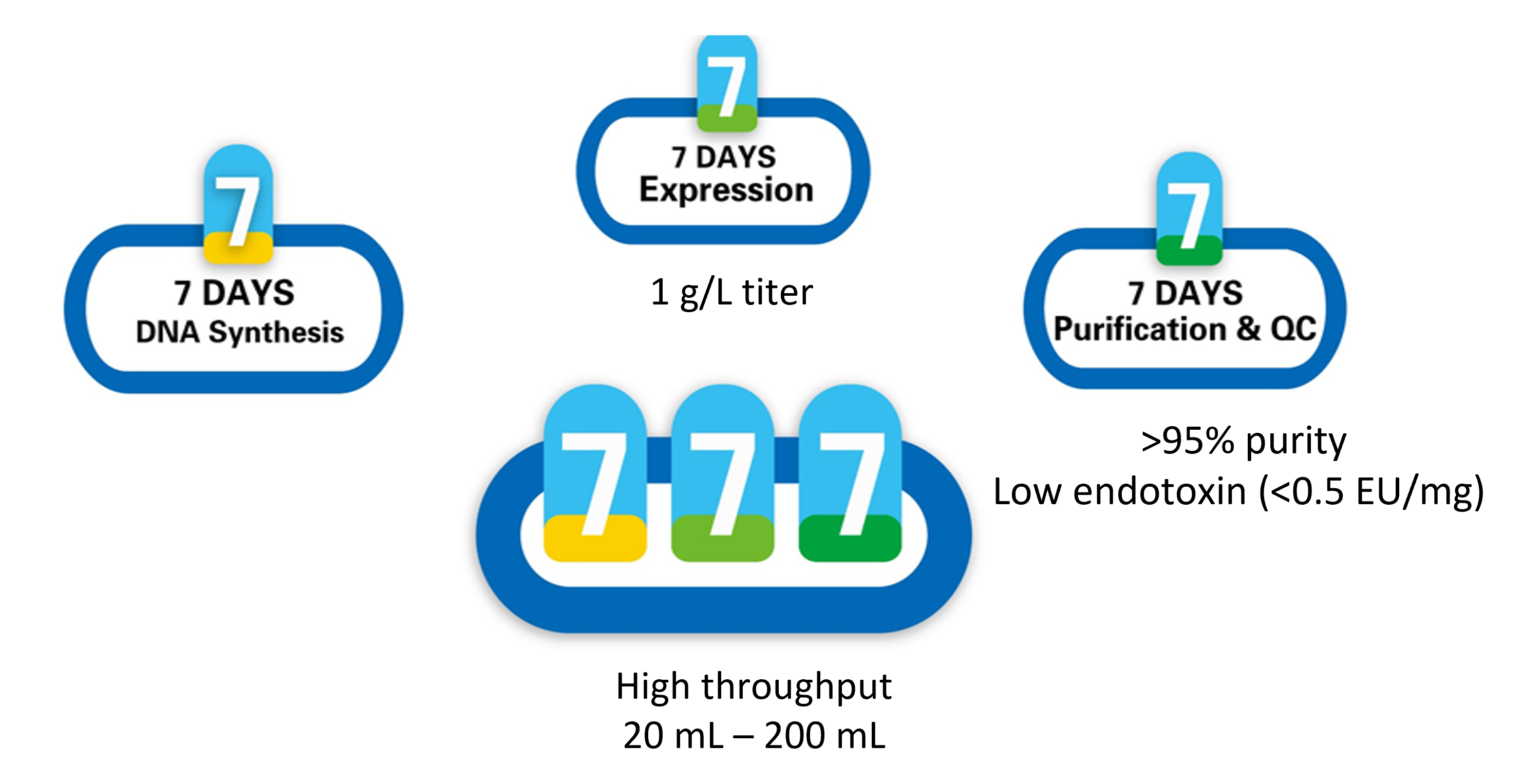 777 utilize 7 days for DNA systhesis, 7 days for expression with over 0.7 g/L titer and 7 days for purification & QC. 777 alows HTP production of low aggregates (>95% monomer) and low endotoxin (<0.5EU/mg) antibodies in 3 weeks at 20-500 mL scale, suitable for both in vitro and in vivo studies. 