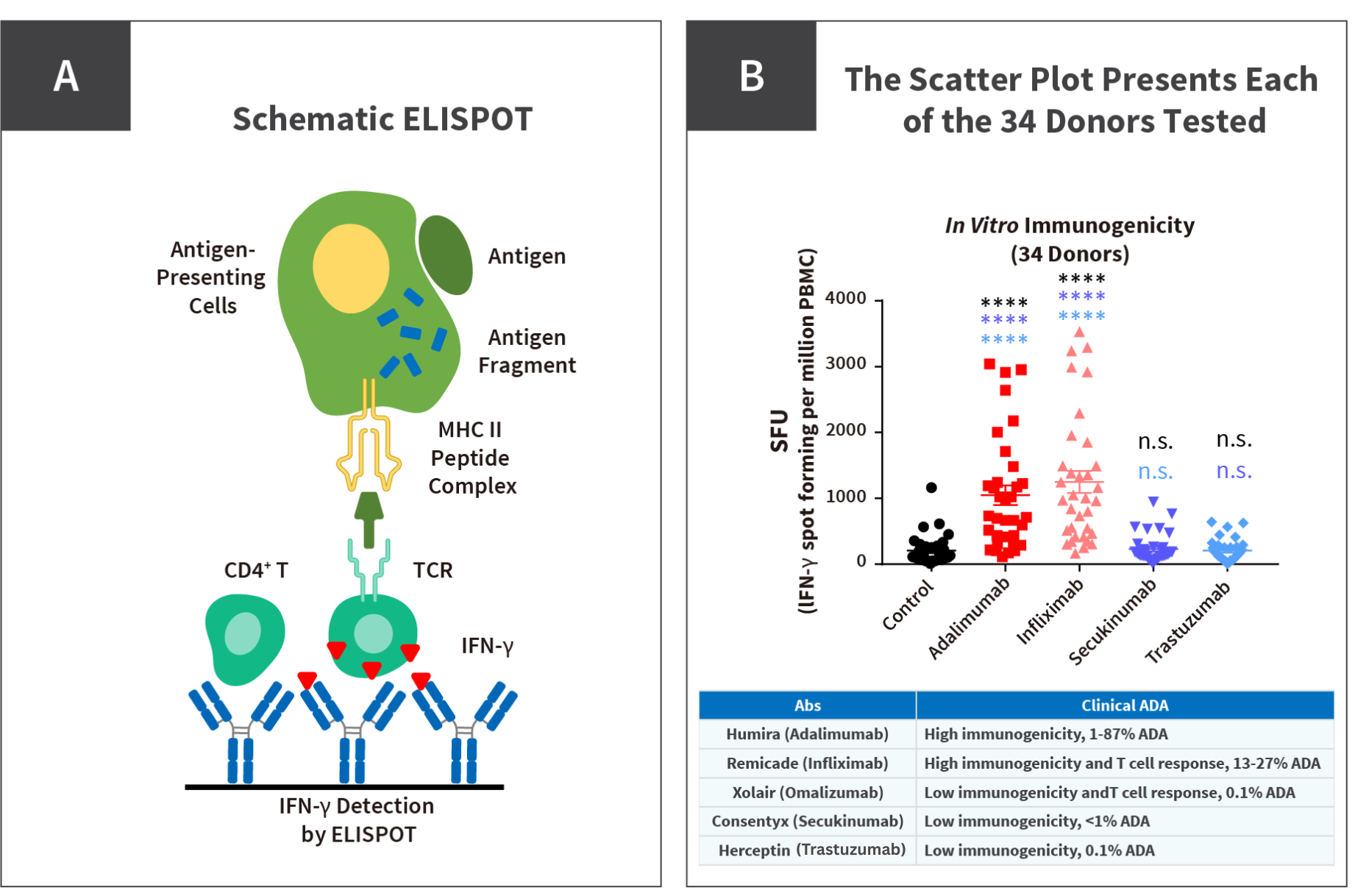 Case study on assay development to assess IFN-γ release after T cell activated by different antibodies using enhanced ELISPOT