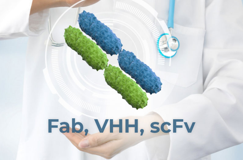 High-titer expression of premium-quality antibody fragments, including Fab, VHH, scFv, and sdAb (nanobody) using CHO and HEK 293.