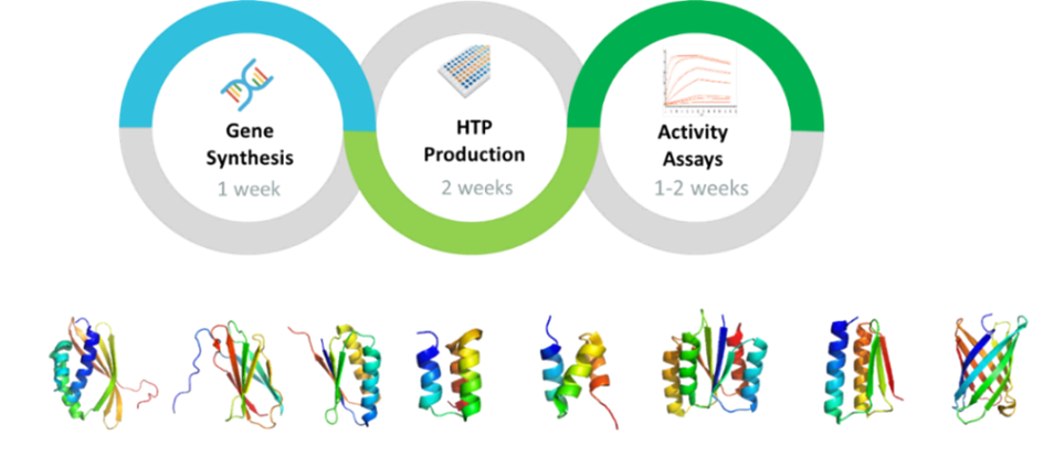 The Mini Protein Line service offers a streamlined process from sequence to binding assays and can deliver various mini protein structures within 4-5 weeks.