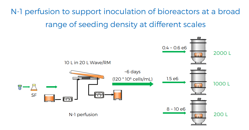 N-1 perfusion to support inoculation of bioreactors at a broad