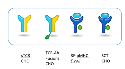 The T-Cell Mate service offers high-titer CHO expression of soluble TCR proteins, TCR fusion proteins, and SCTs.