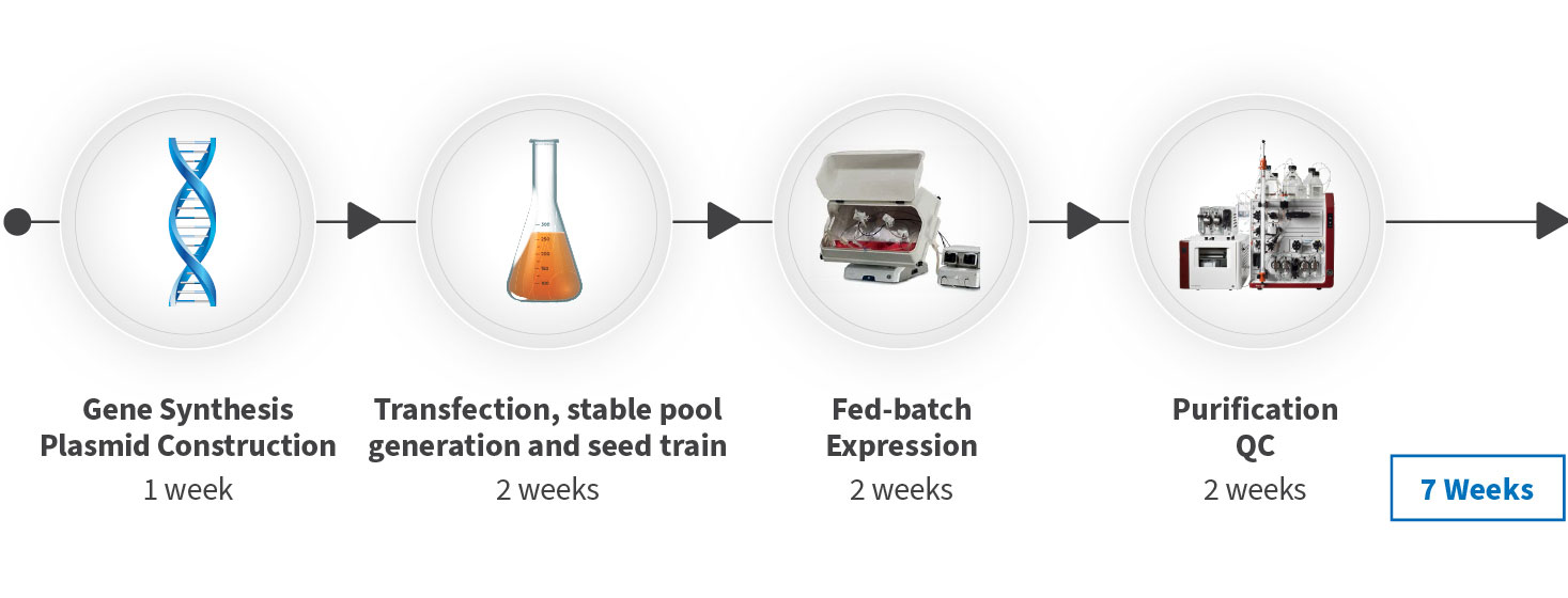 The WuXian™ Express stable pool protein expression system can rapidly generate large amounts of proteins starting from gene synthesis in just 7 weeks.