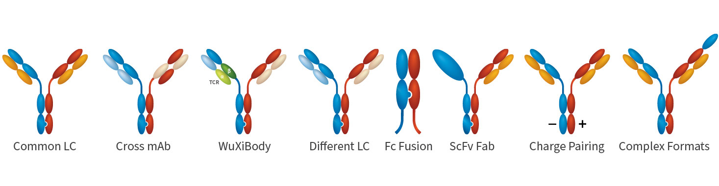 Our Premium Bispecific antibody service can produce high-quality bsAbs, ranging from milligrams to grams, in just 4-6 weeks.