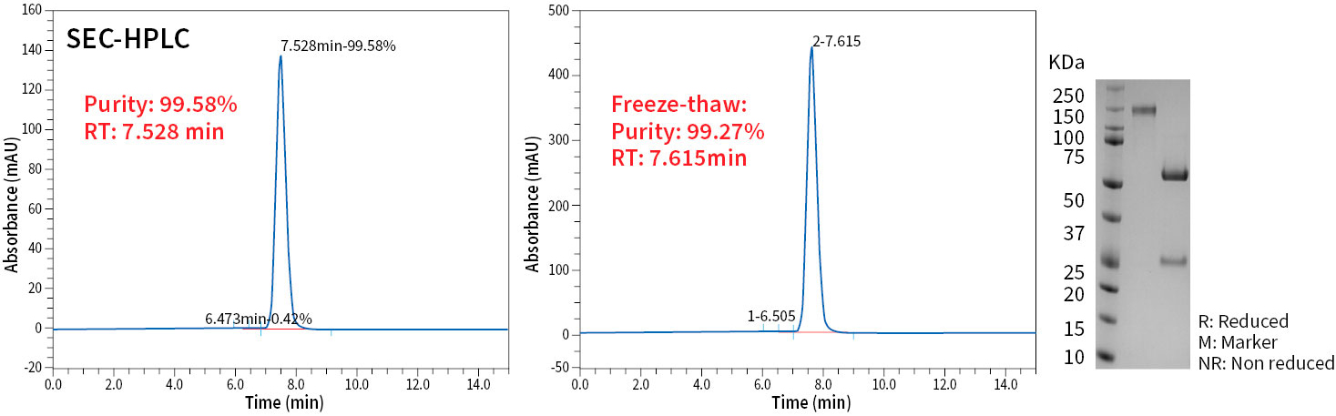 Showcase a recombinant antibody (hIgG1) production used in an IVD assay with high yield and high purity.