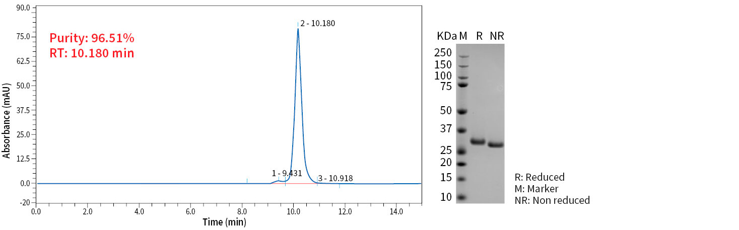 The production of a HC-tagged scFv in high purity for an IVD application.