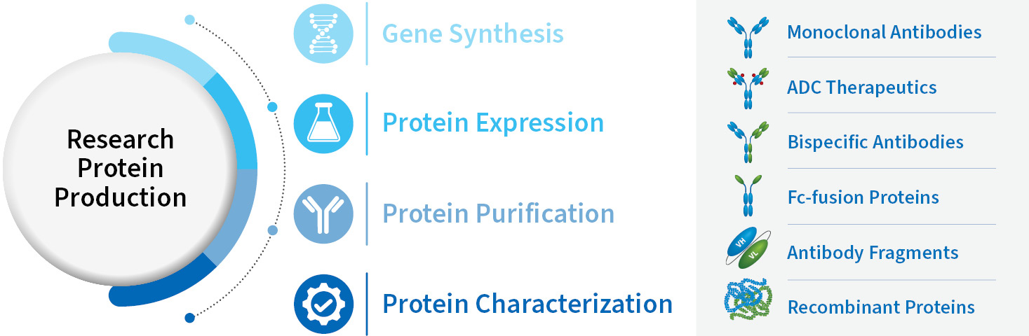 Protein and antibody production from small scale HTP mAb production to large scale bsAb production at WuXi Biologics.