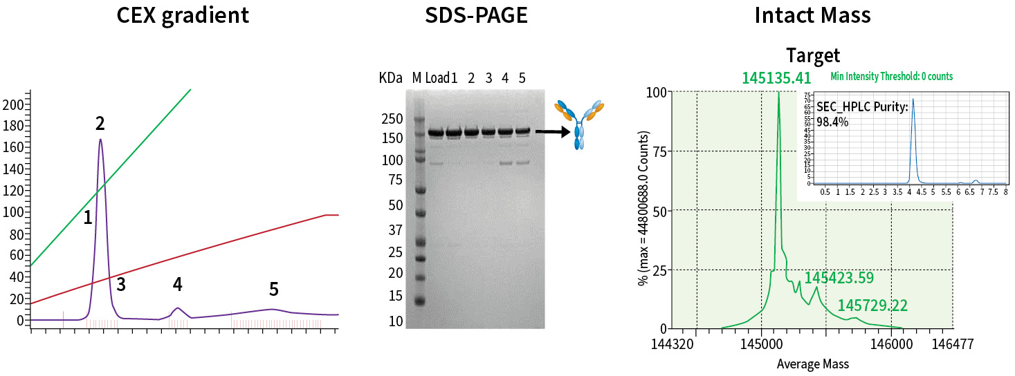 CEX was used to eliminate the homodimer and trace amount of half antibody, which is confirmed by LC-MS.