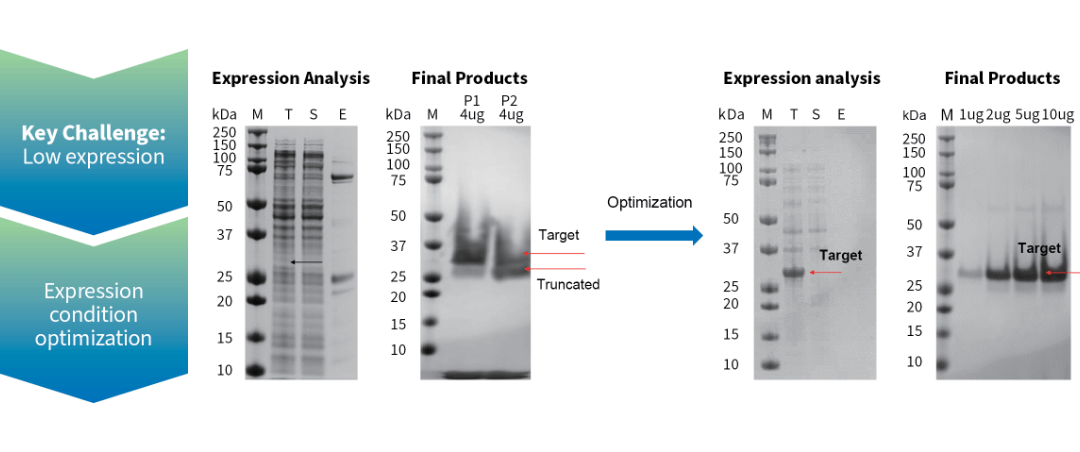 This case study shows that systematic E. coli expression optimization substantially increased target protein yield and purity.