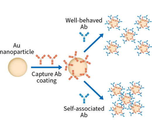 anti-human Fc antibodies coated on Au nanoparticles to capture mAbs in AC-SINS assay.