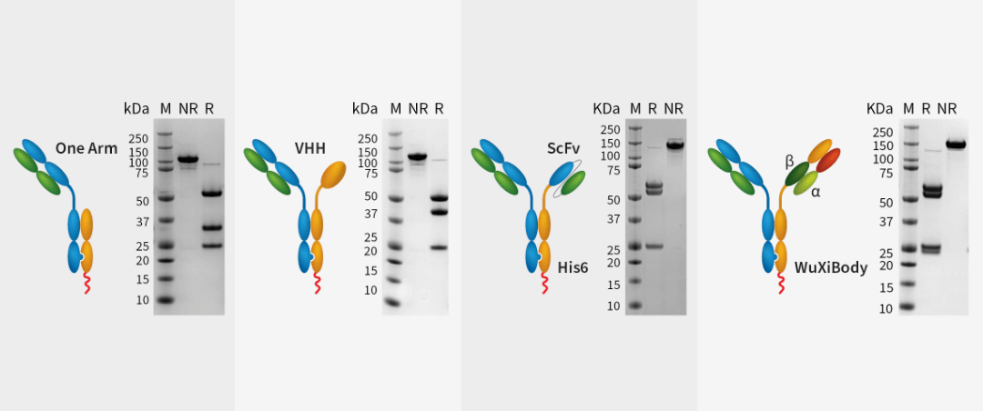 A variety of customized format of bispecific antibodies were produced in high purity (99% heterodimer, 95% monomer) via the Quick’n Clean platform.