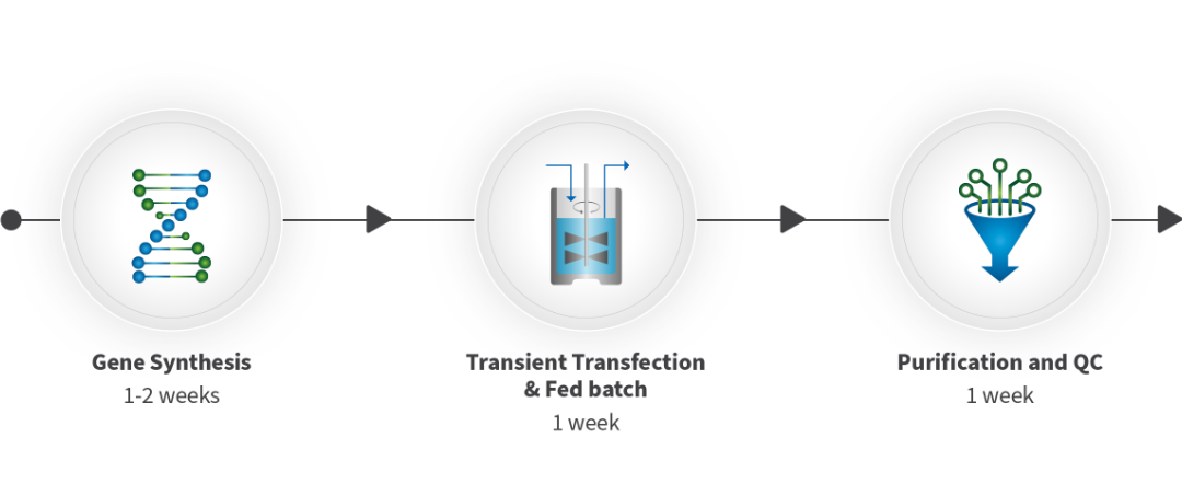 From gene synthesis to purified proteins, WuXian™ Transient Expression platform delivers in 3-4 weeks.