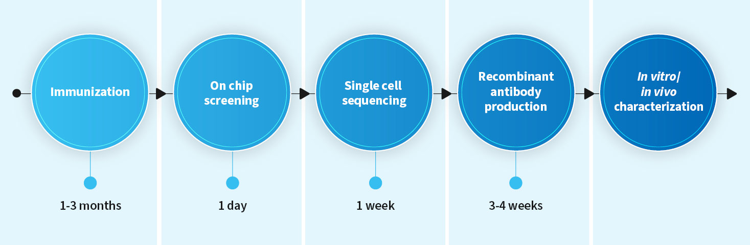 Single B cell timeline