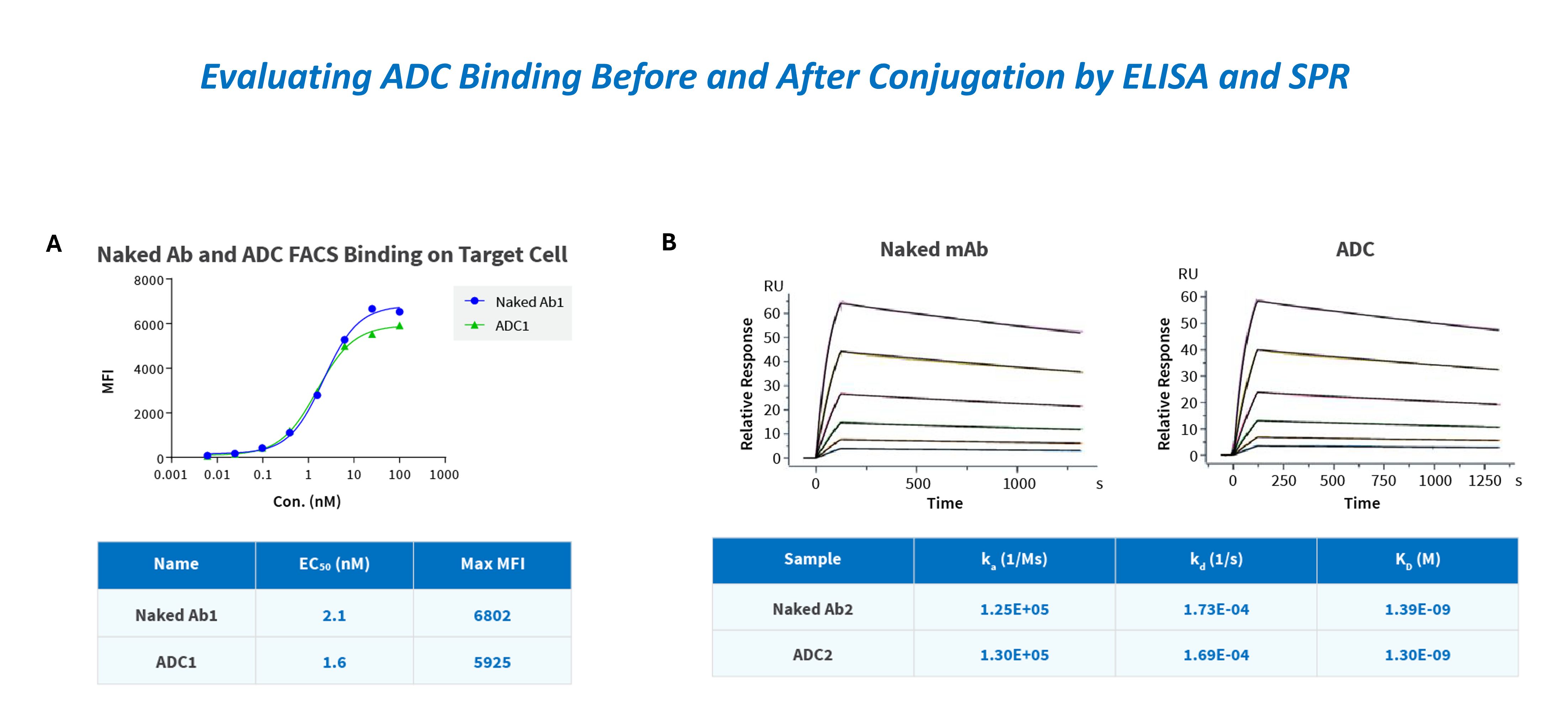 ADC binding evaluation before and after conjugation by ELISA and SPR
