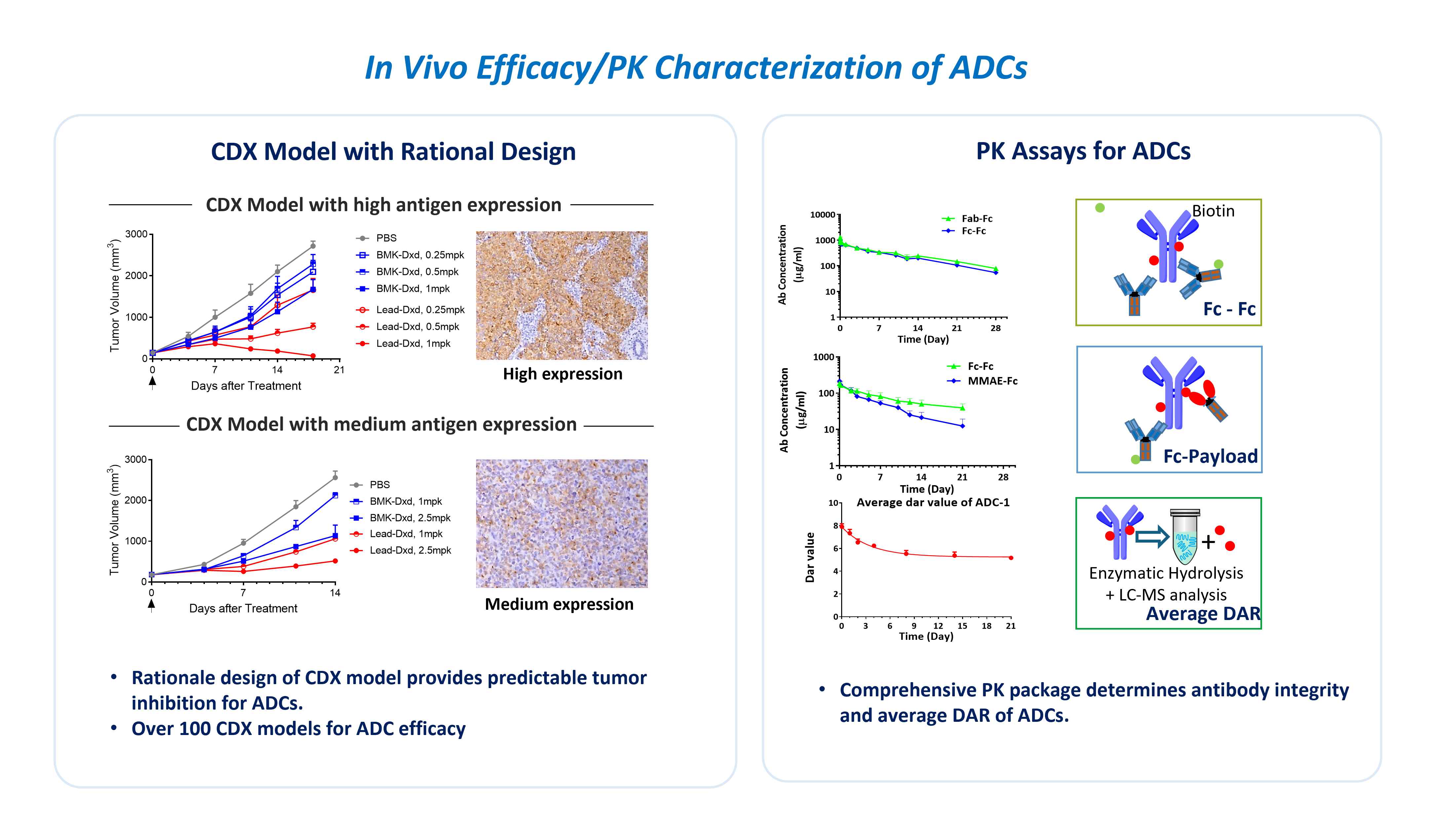 In vivo ADC efficacy and PK characterization in CDX model