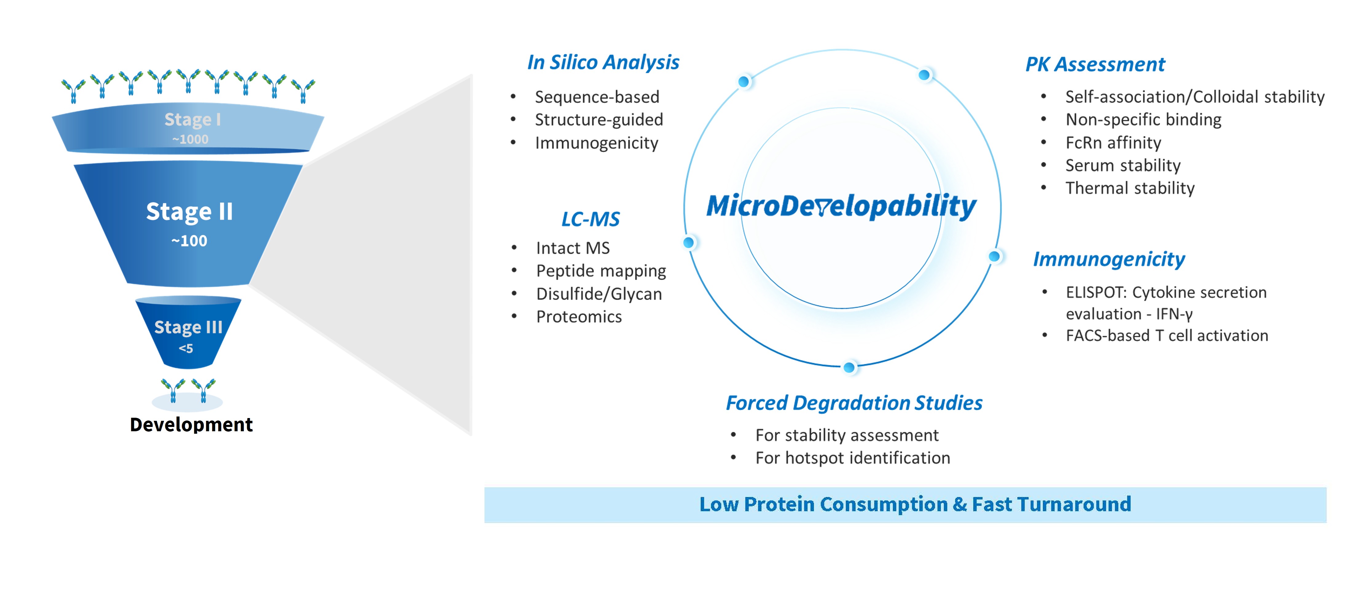 Early-stage antibody developability assessment workflow illustrating high-throughput in vitro screening assays with minimal materials, and stability evaluation to support lead optimization.