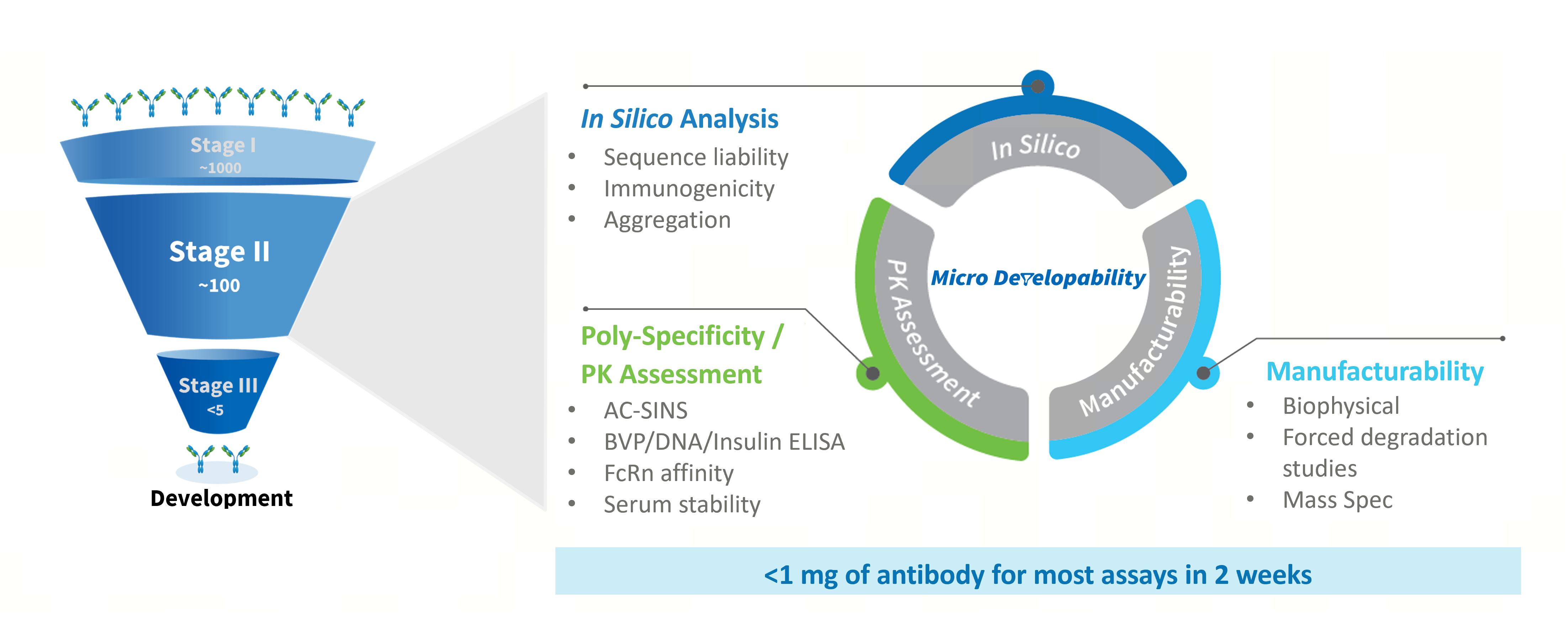 Early-stage antibody developability assessment workflow illustrating high-throughput in vitro screening assays with minimal materials, and manufacturability evaluation to support lead optimization.