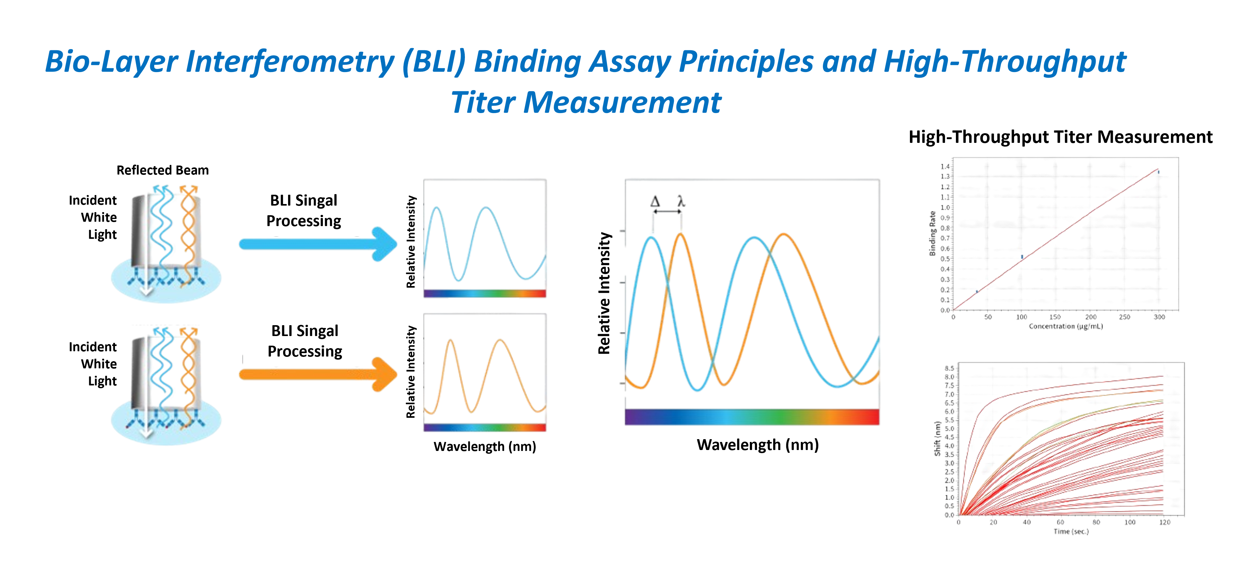 BLI binding assay signal processing, showing wavelength shifts, concentration-dependent binding response, and real-time sensorgrams for interaction analysis and titer measurement.