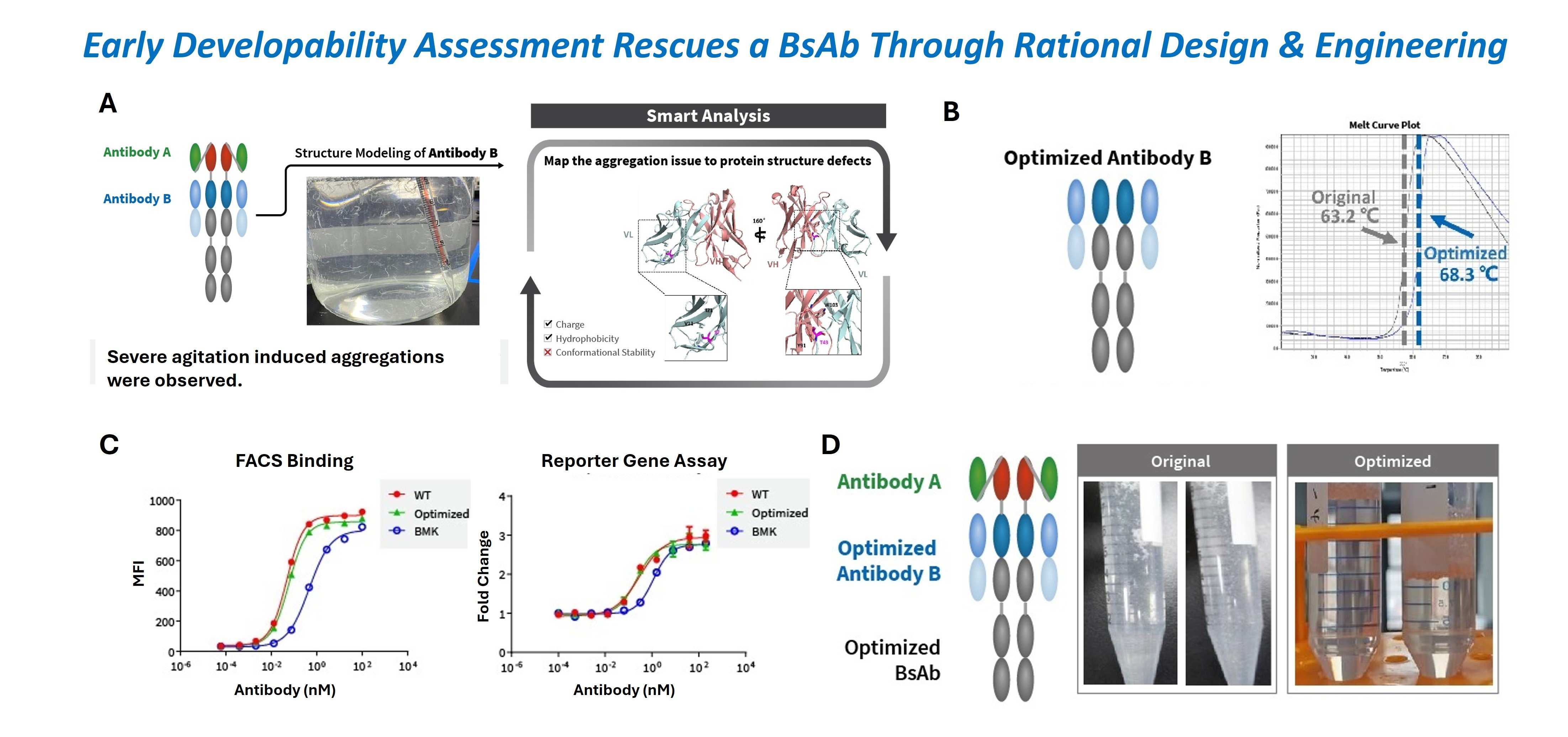 Structural analysis and engineering improve bispecific antibody thermal stability and maintain binding and function after optimization.