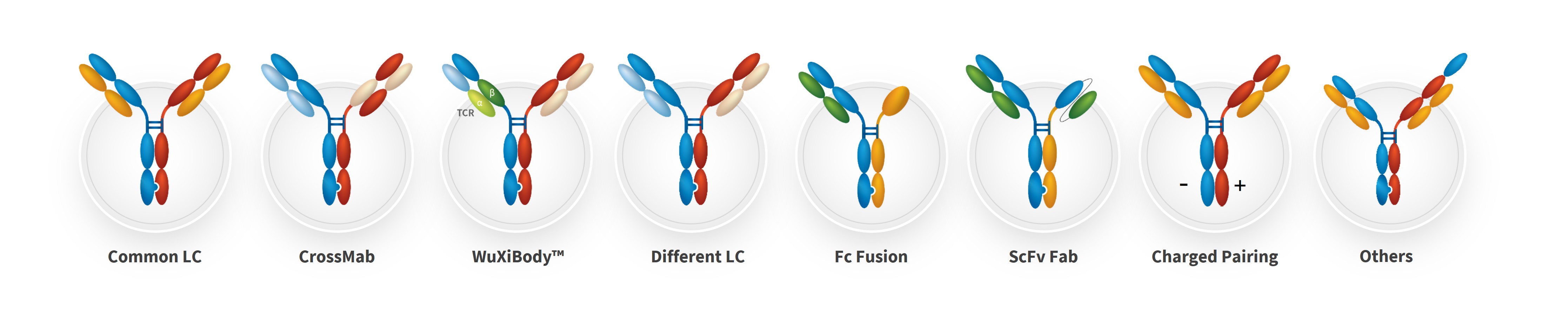Visual representation of bispecific antibody formats, including Common LC, Cross mAb, WuXiBody, Different LC, Fc Fusion, ScFv Fab, Charge Pairing, and Complex Formats. 