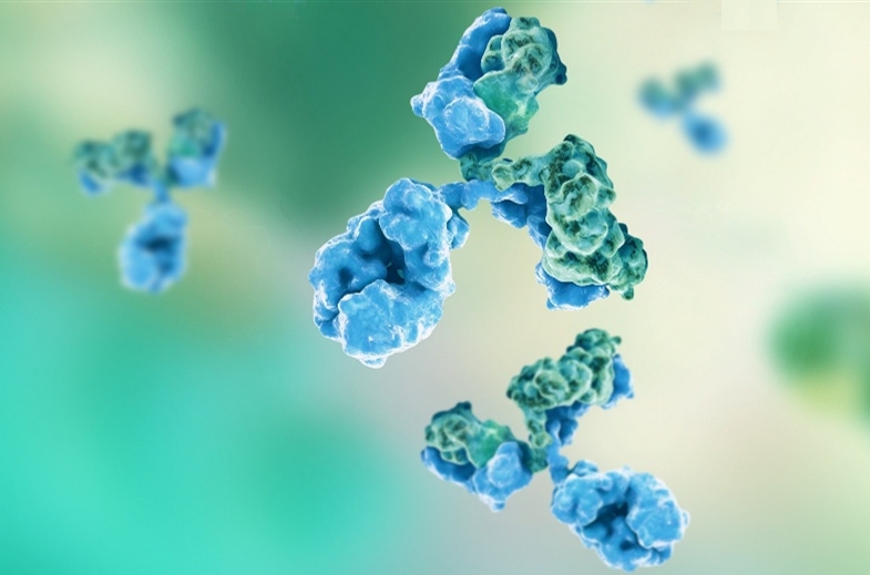 3D visualization of bispecific antibodies in therapeutic antibody discovery.