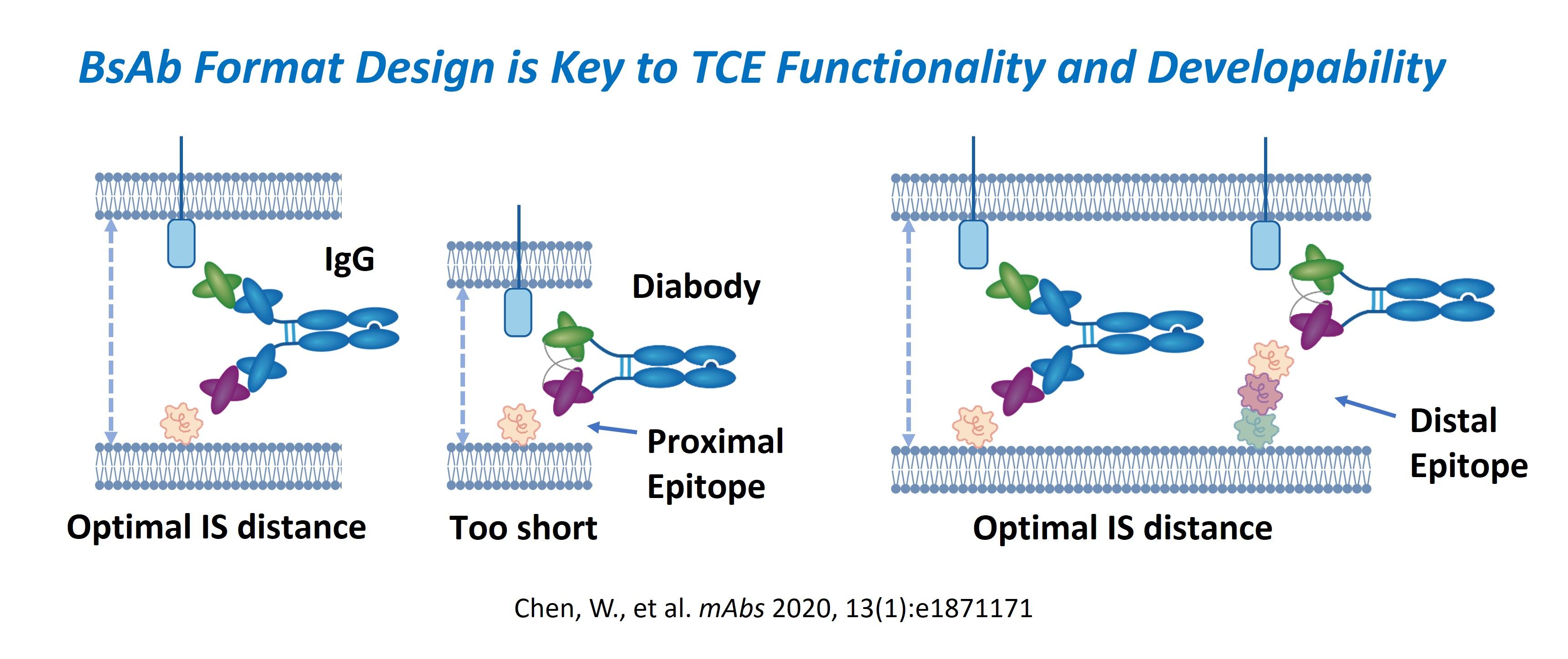 Schematic showing how arm properties and bsAb format control cytotoxicity and cytokine responses of bispecific T cell engager.
