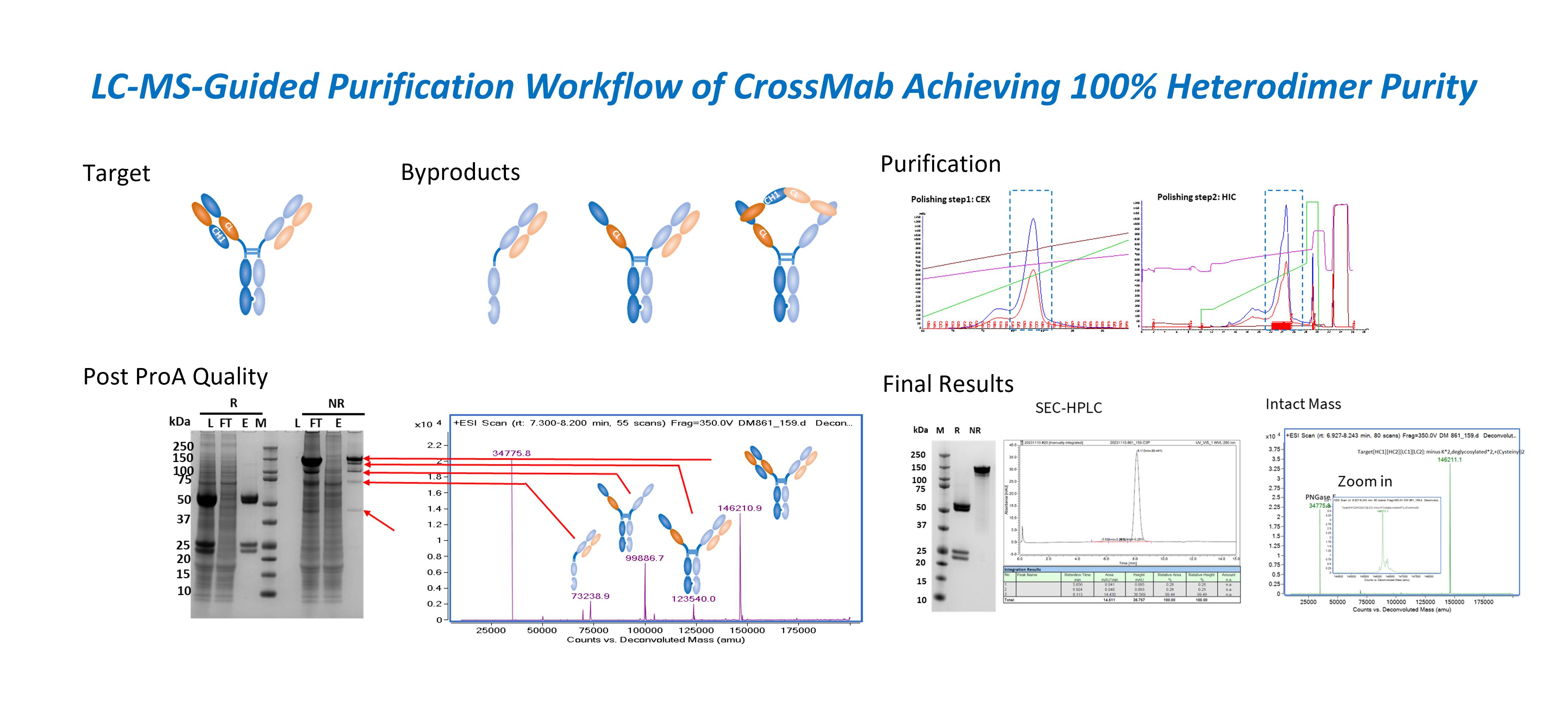 CrossMab bispecific antibody production case study showing CEX and HIC purification steps, SDS-PAGE and SEC-HPLC results, and Intact Mass confirmation demonstrating high heterodimer purity.