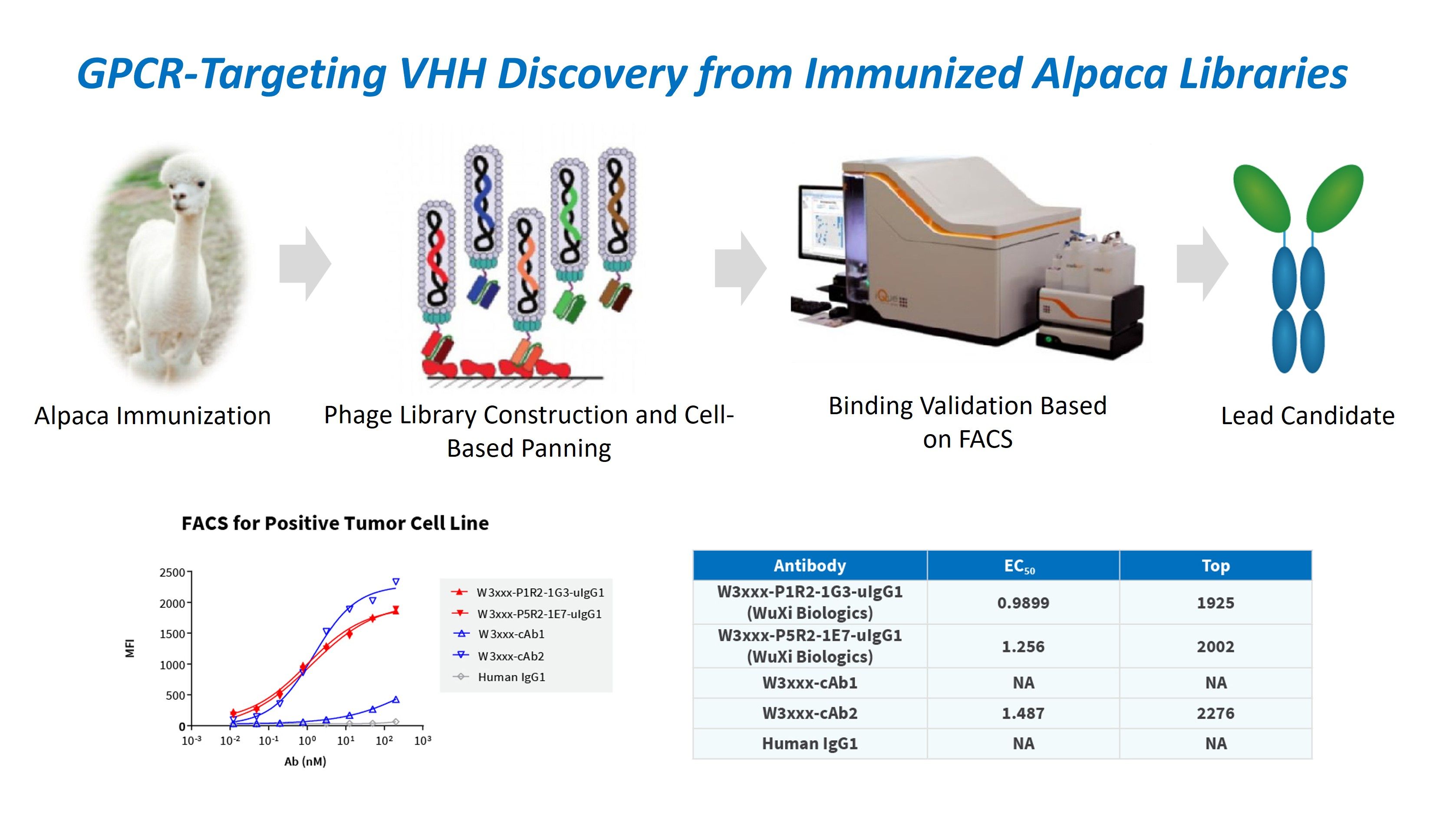 Case study: VHH discovery workflow spanning alpaca immunization, phage library construction, cell-based panning, and FACS-based binding validation, with binding curves and a comparison table showing improved EC50 versus benchmark antibodies.