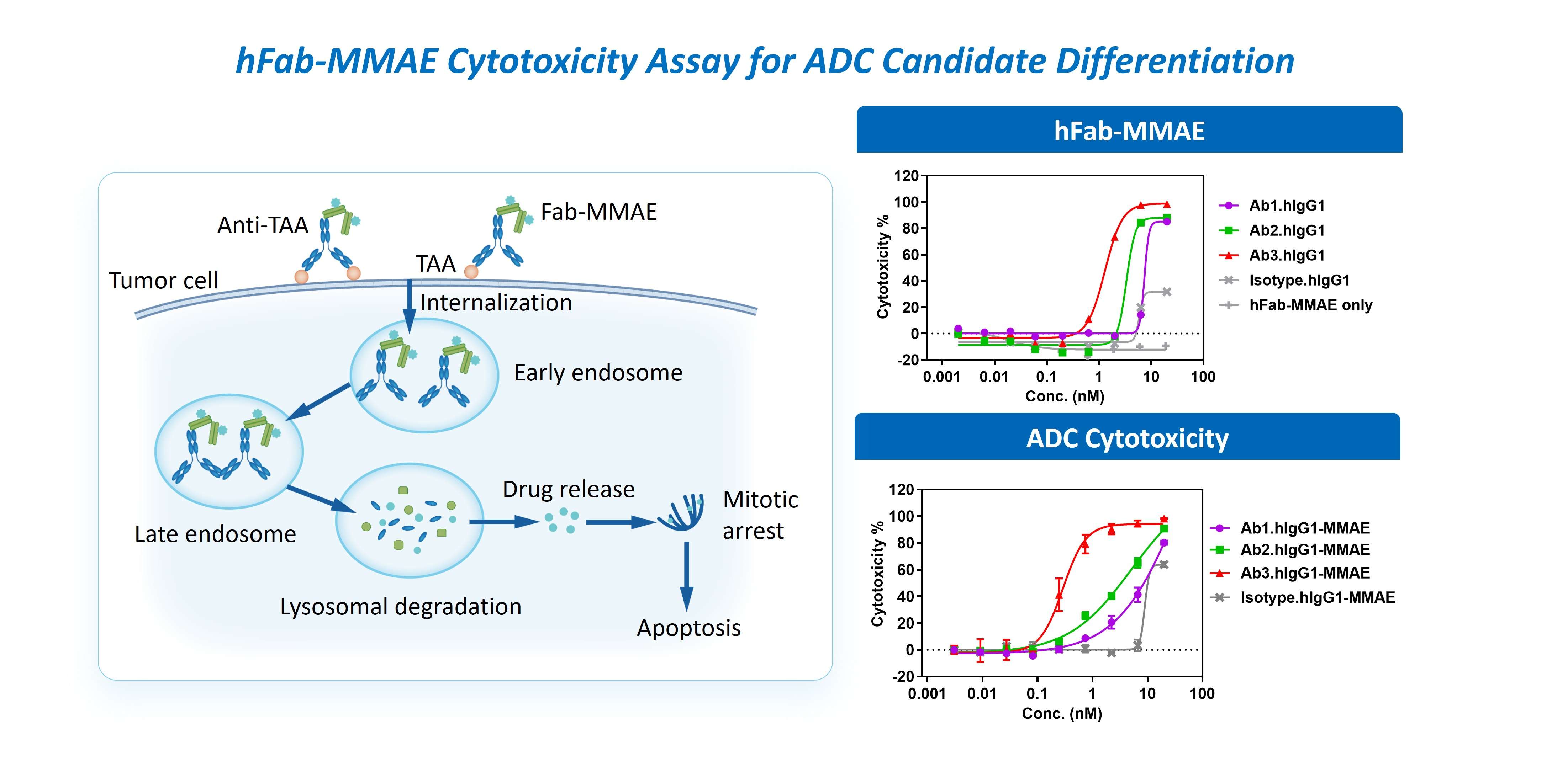 Case study: hFab-MMAE ADC cytotoxicity assay supporting ADC candidate differentiation through dose-dependent cytotoxicity comparison across Ab1, Ab2, and Ab3 conjugates.