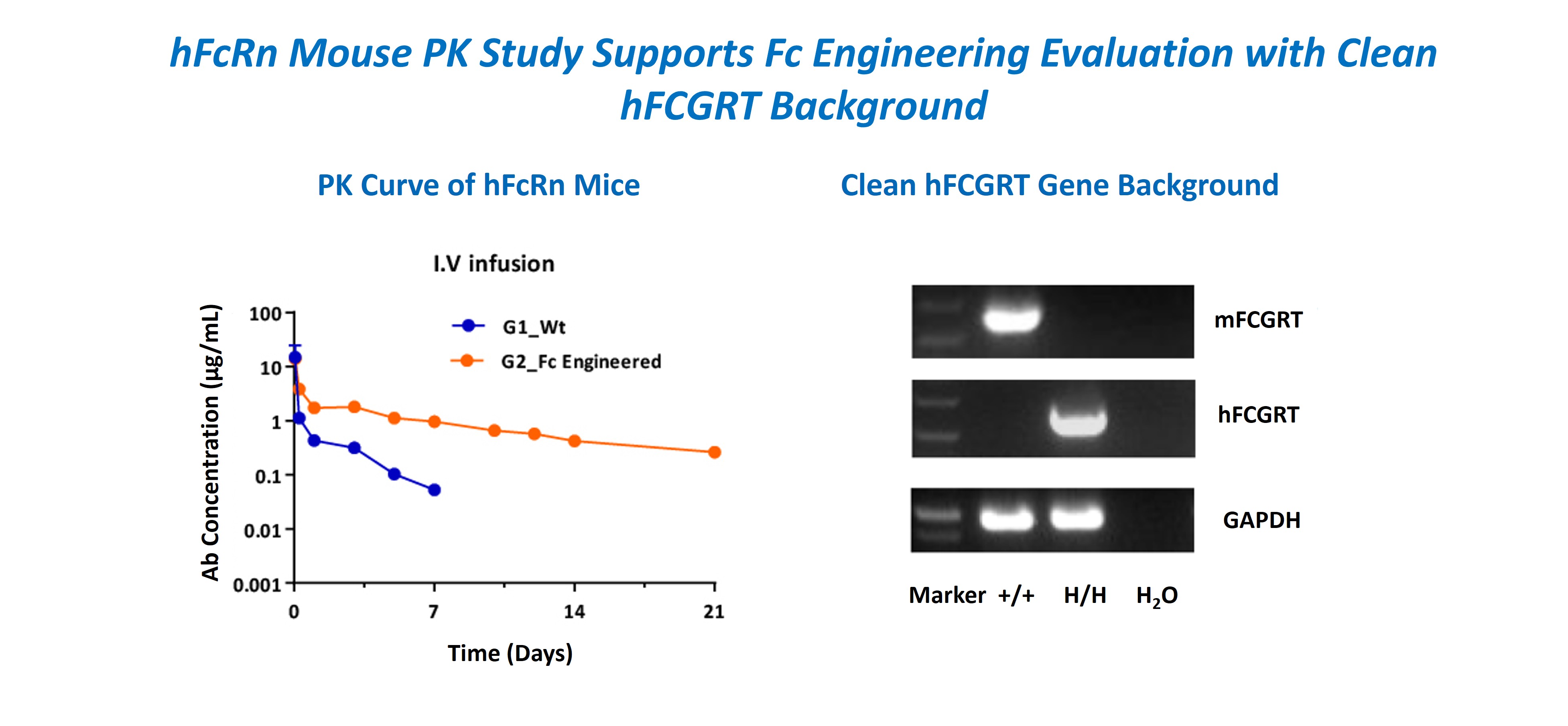 Figure showing PK curves in hFcRn mice comparing a wild-type antibody and an Fc-engineered variant, alongside gel images confirming a clean hFCGRT gene background with mFCGRT, hFCGRT, and control GAPDH bands.