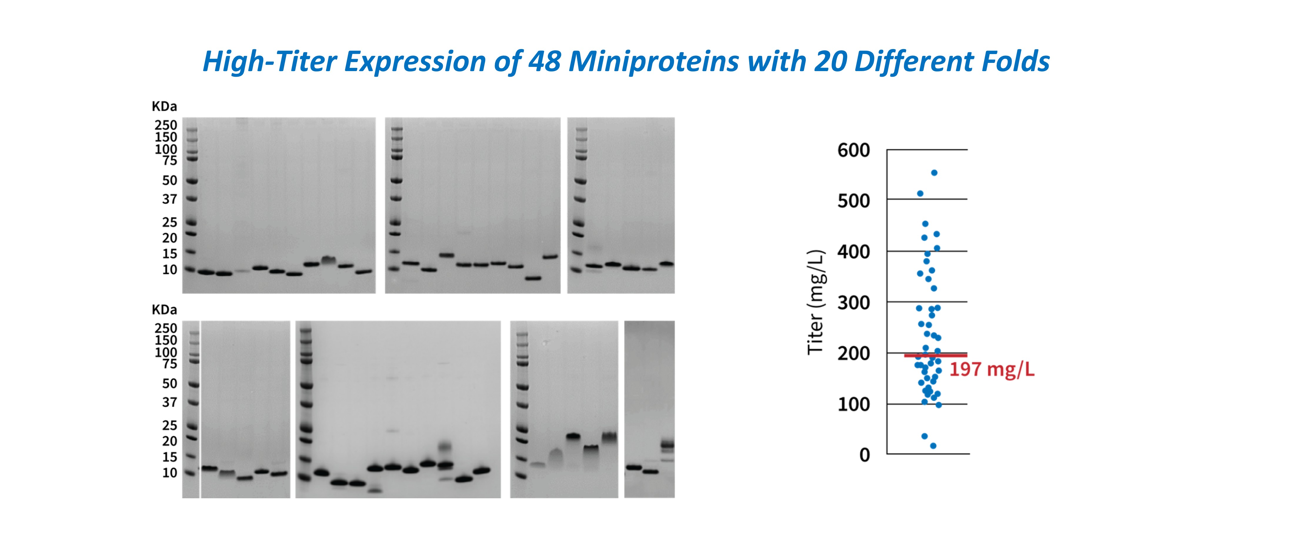 Case study: High-throughput production of 48 miniproteins with 20 different structures in CHO cells with single-step purification.
