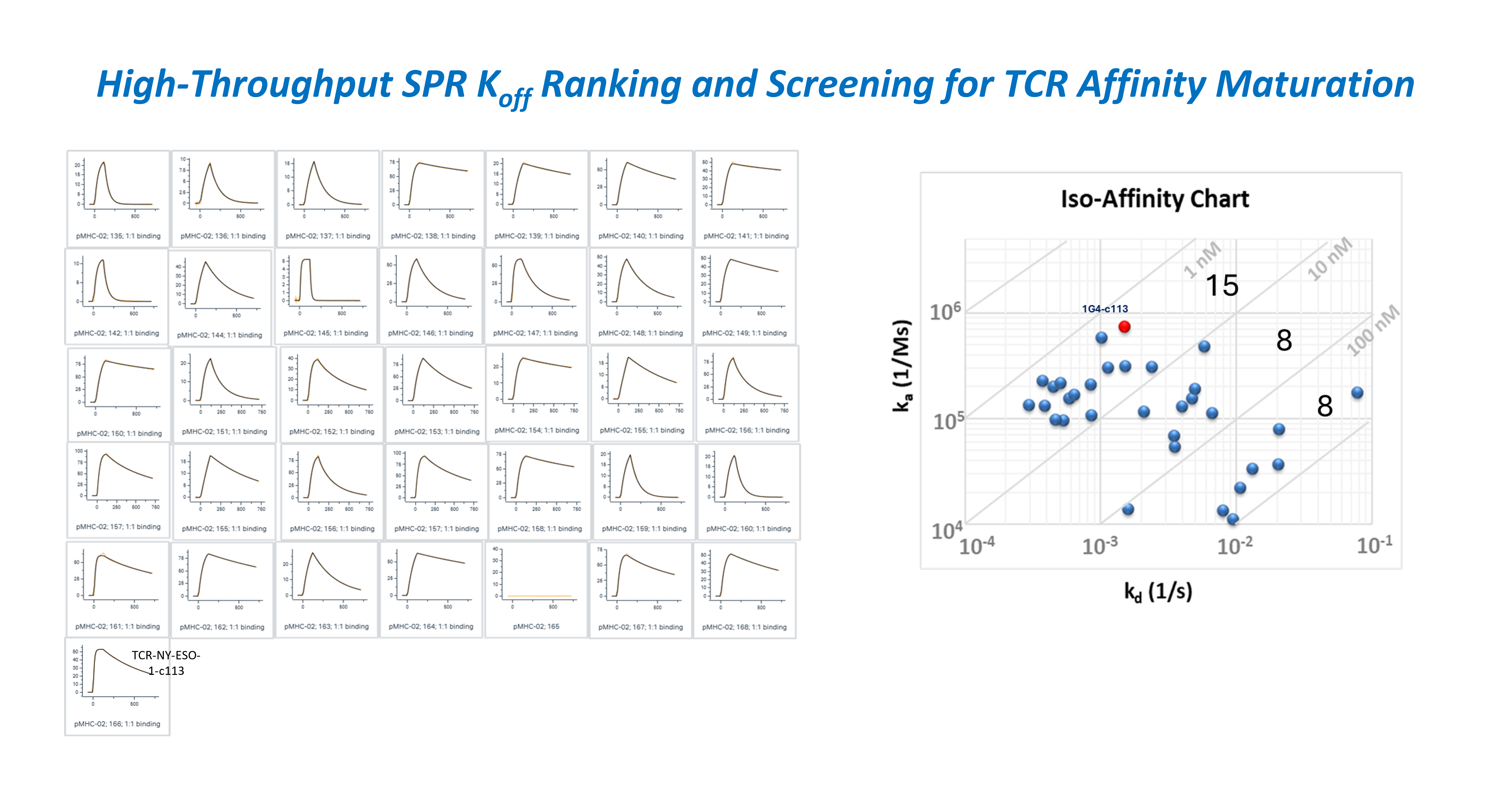 Surface plasmon resonance analysis results showing high-throughput koff ranking from CHO supernatants and an iso-affinity chart used to differentiate TCRs by SPR binding kinetics.
