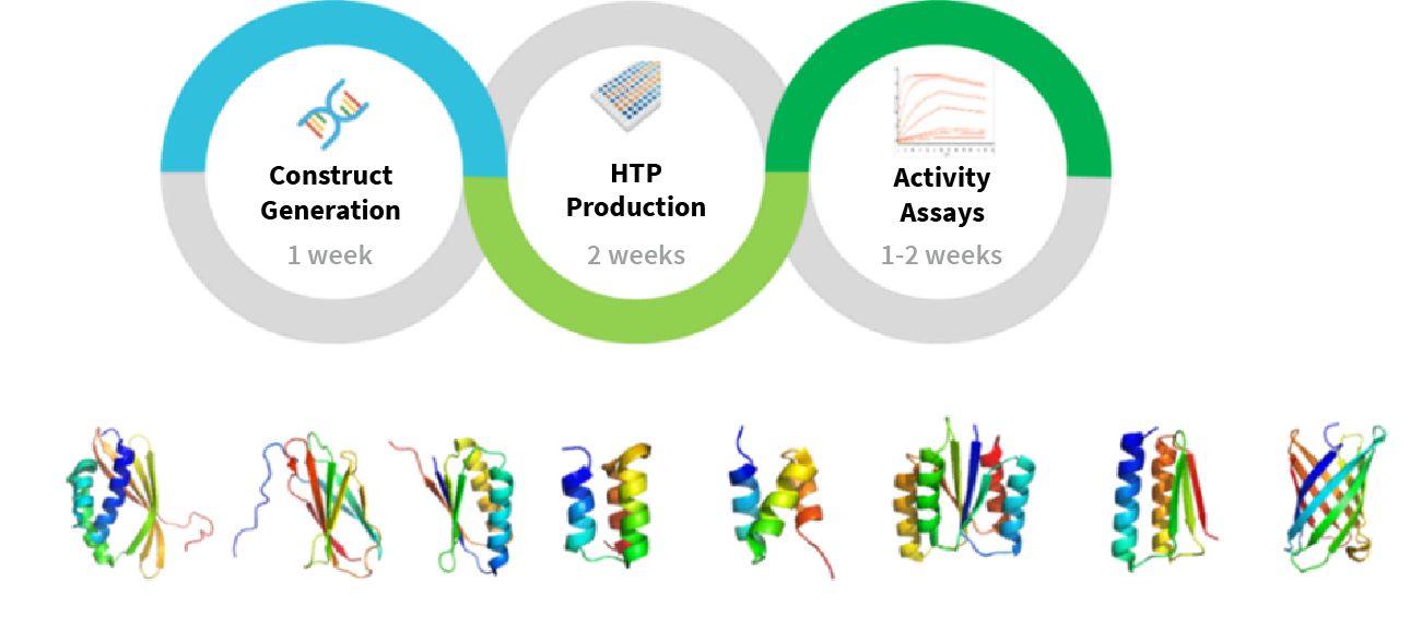 HTP high-titer CHO production of miniproteins with high yields and low endotoxin levels, surpassing traditional E. coli production methods.