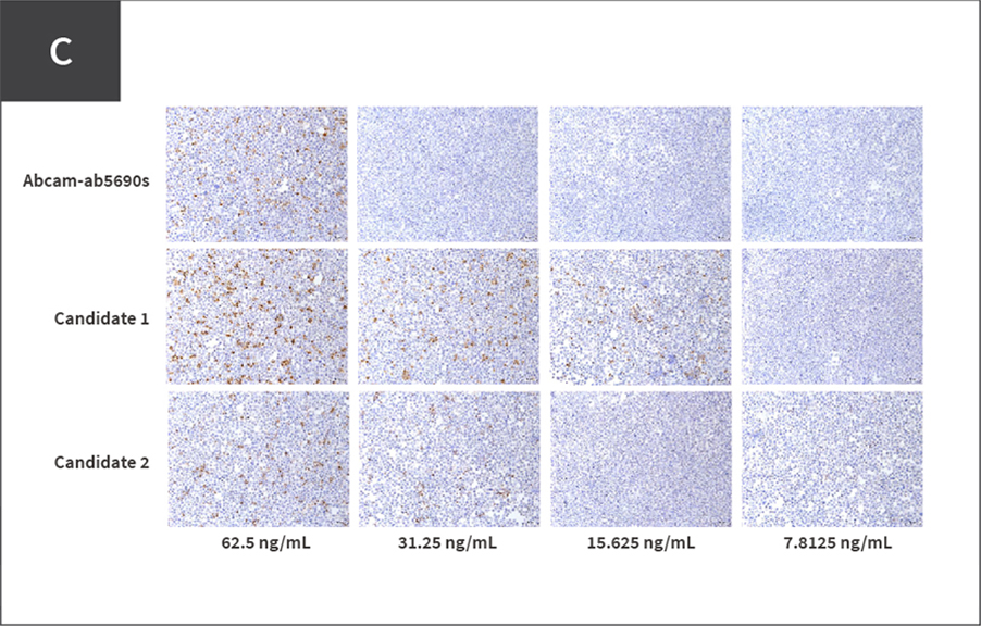 IHC staining showed higher intensity and sensitivity for candidate 1 compared to candidate 2 for IHC applications.