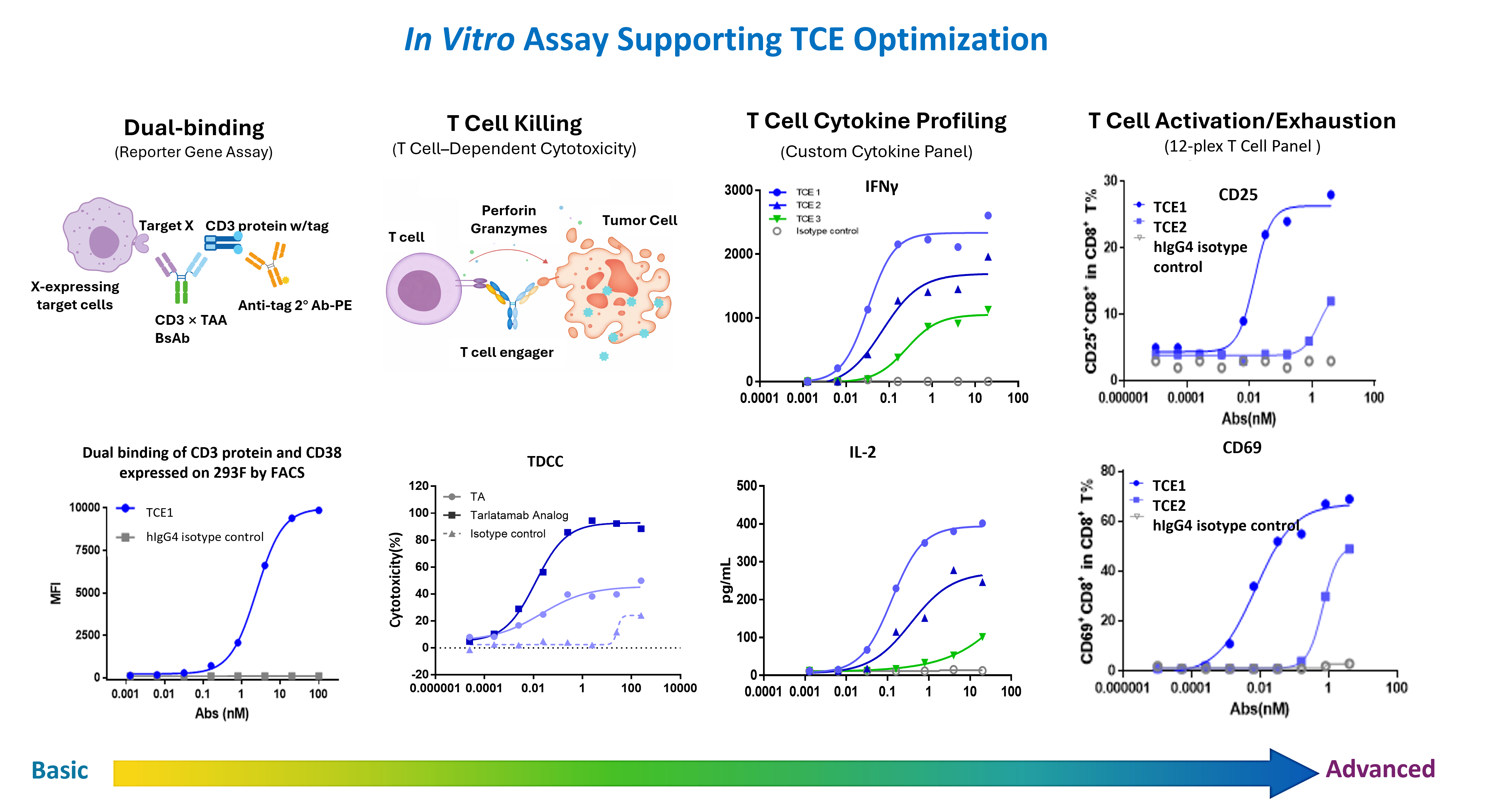 In vitro assays supporting T-cell engager optimization.