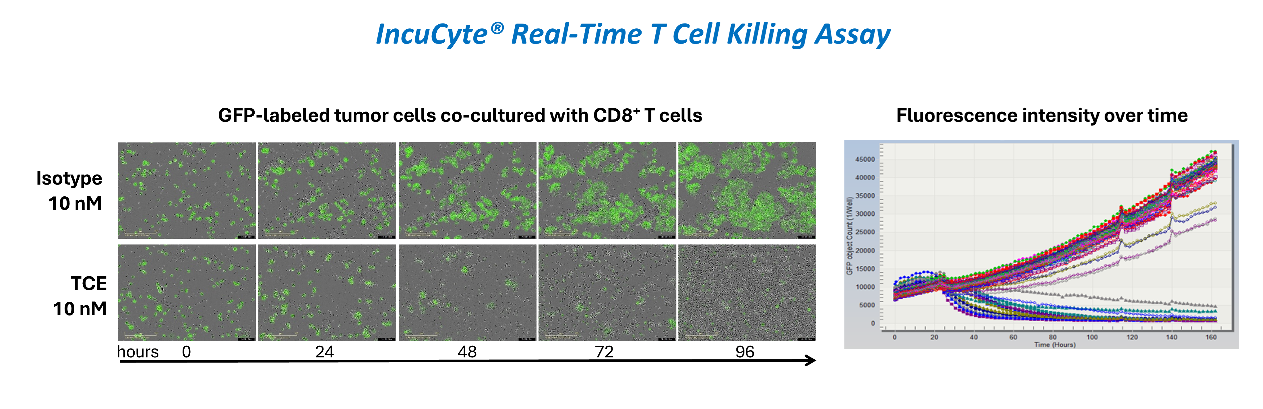 IncuCyte real-time T cell killing kinetics image.