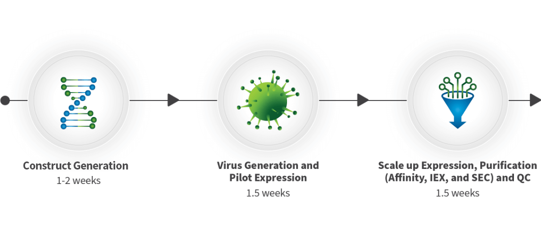 From gene synthesis to virus generation and scale up expression and purification, our insect expression services can deliver your proteins in 5 weeks. 