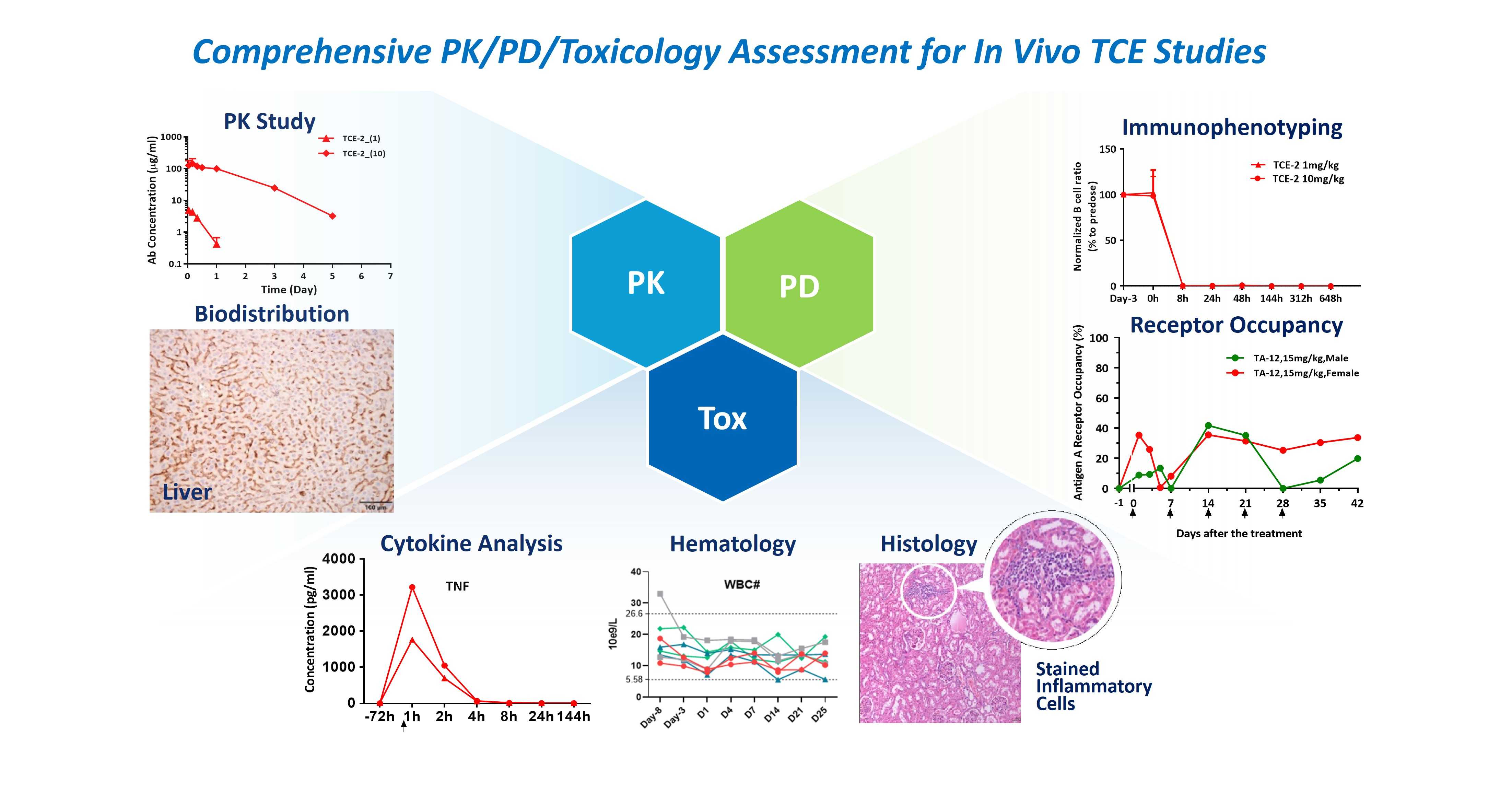 Comprehensive in vivo PK/PD and toxicology assessment for TCEs