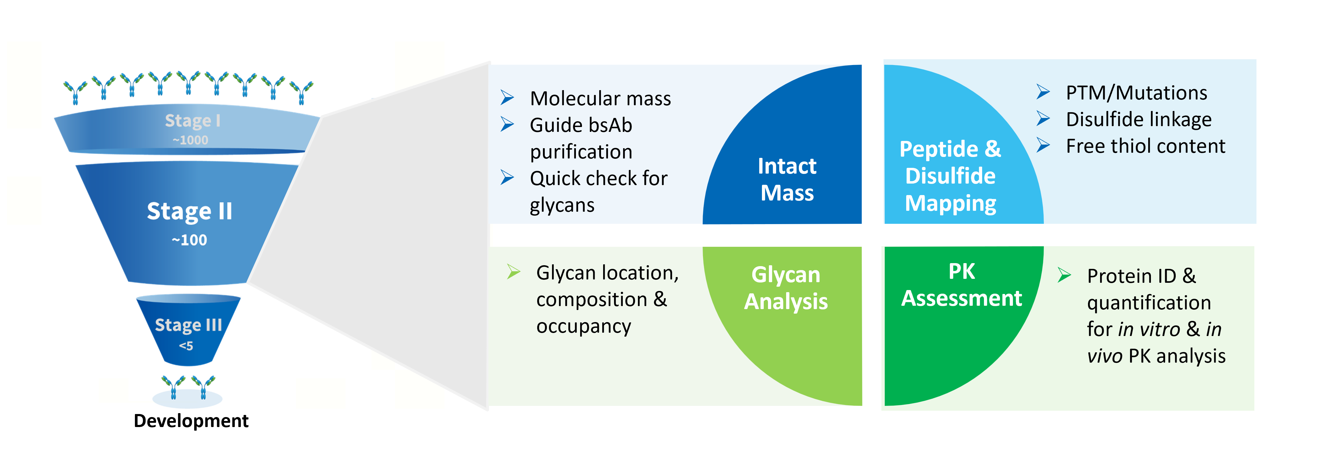 LC-MS services workflow for biologics drug discovery and optimization, covering intact mass analysis, peptide mapping services, disulfide mapping, glycan analysis, and PK assessment.