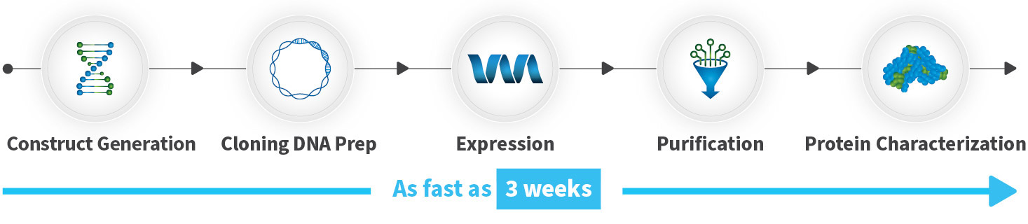 Starting from gene synthesis, coning DNA prep, transient protein expression, protein purification and protein characterization can be completed in 3 weeks. 
