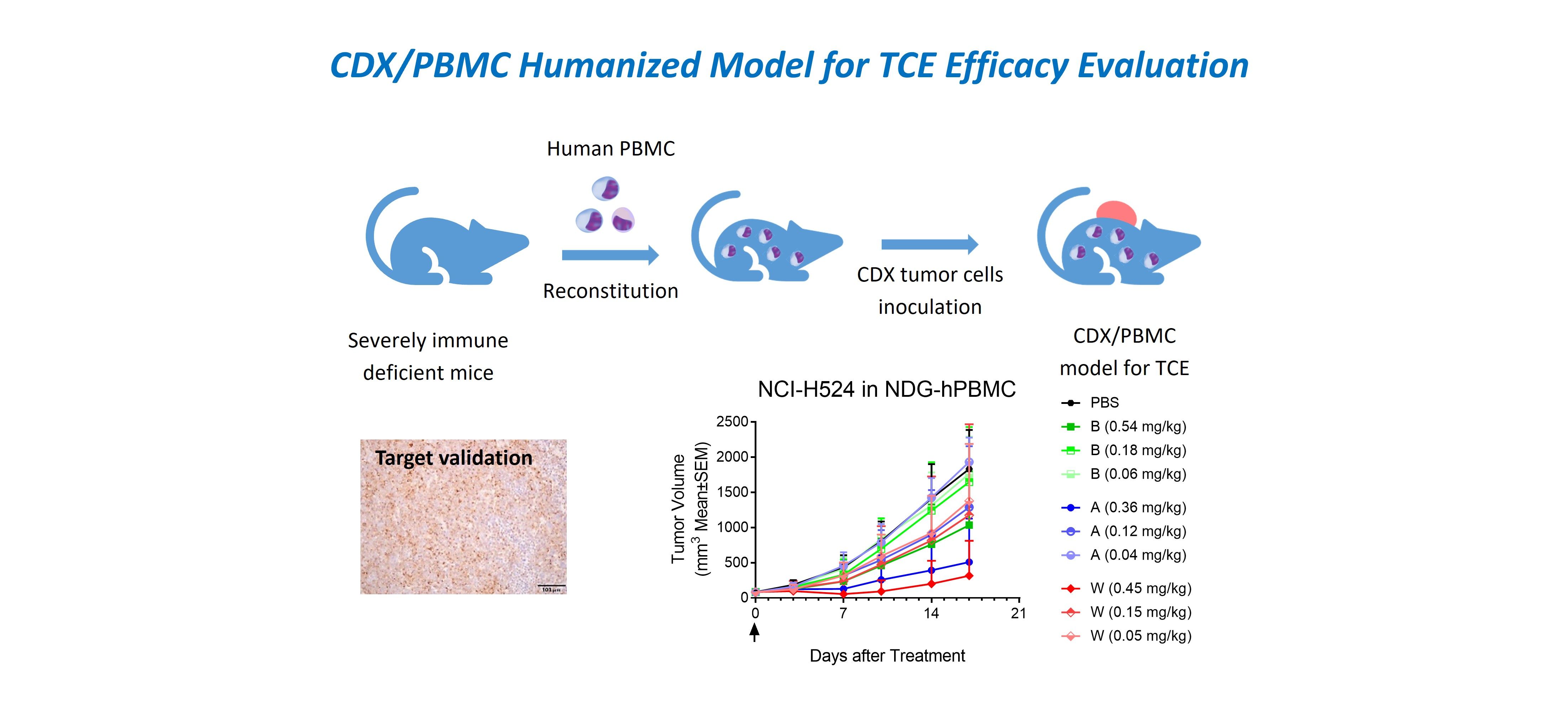 Case study: CDX/PBMC humanized model enabling in vivo evaluation of TCE activity.