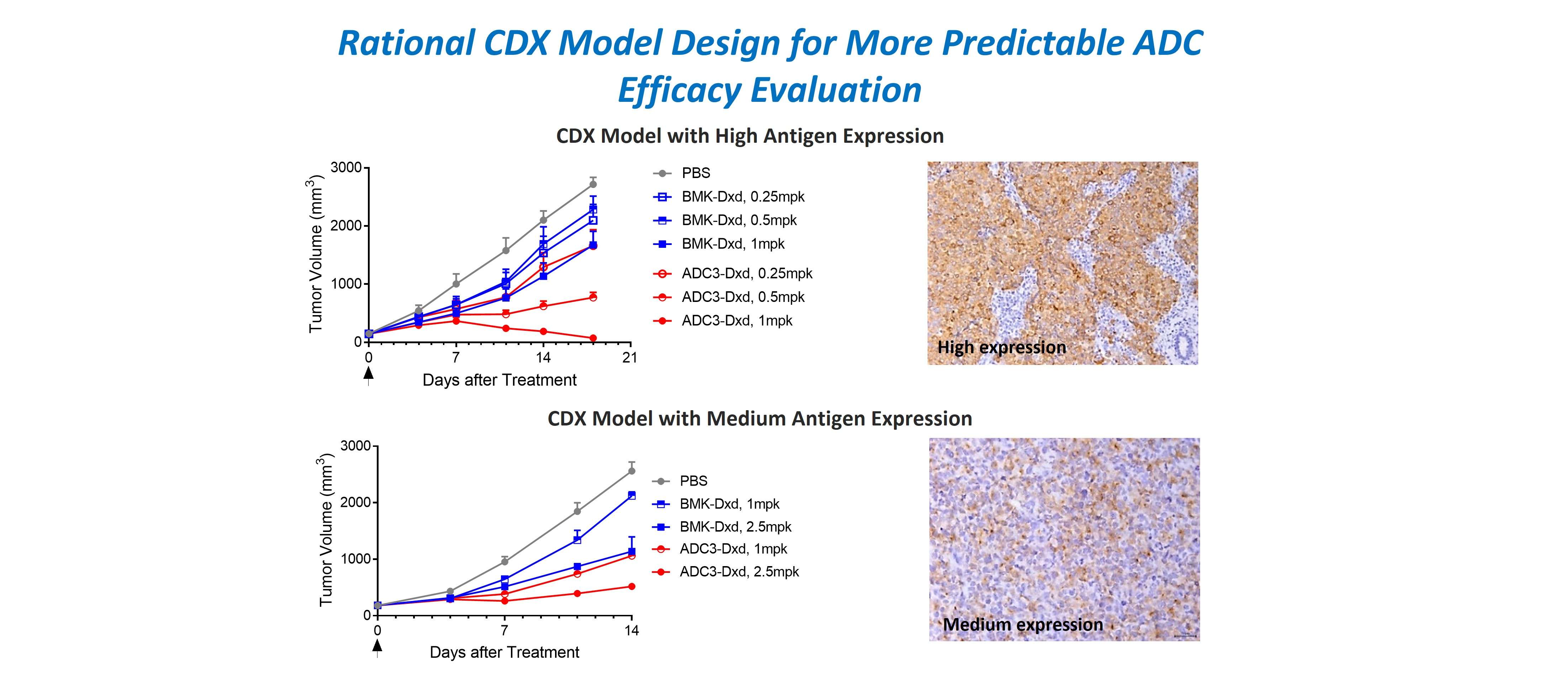 Case study: Rational CDX model design based on antigen expression for predictable ADC efficacy data.
