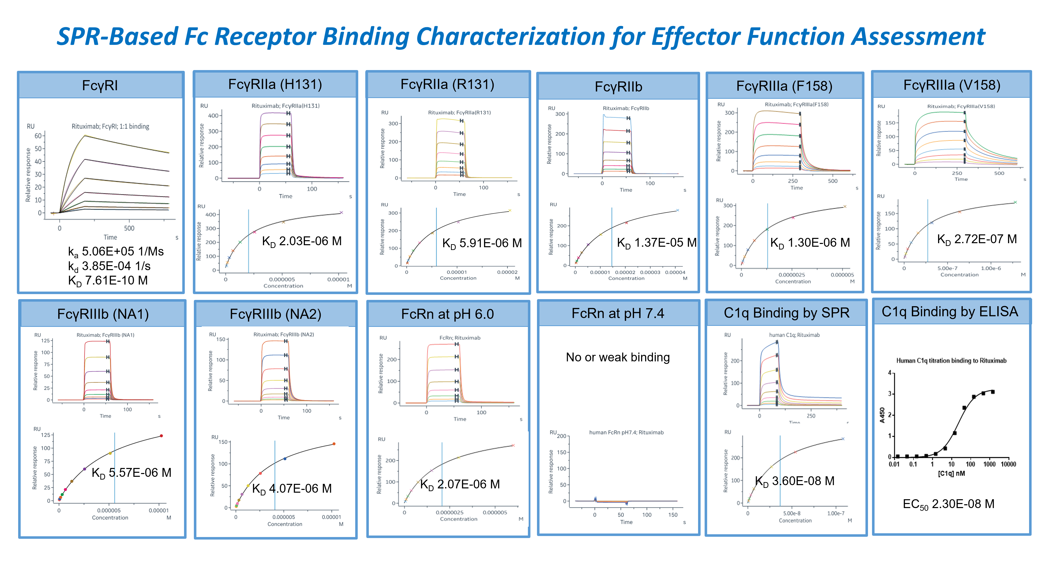 Surface plasmon resonance analysis of antibody binding to Fcγ receptors, FcRn, and C1q, with kinetic curves and affinity plots used to assess Fc receptor interactions and effector function properties.