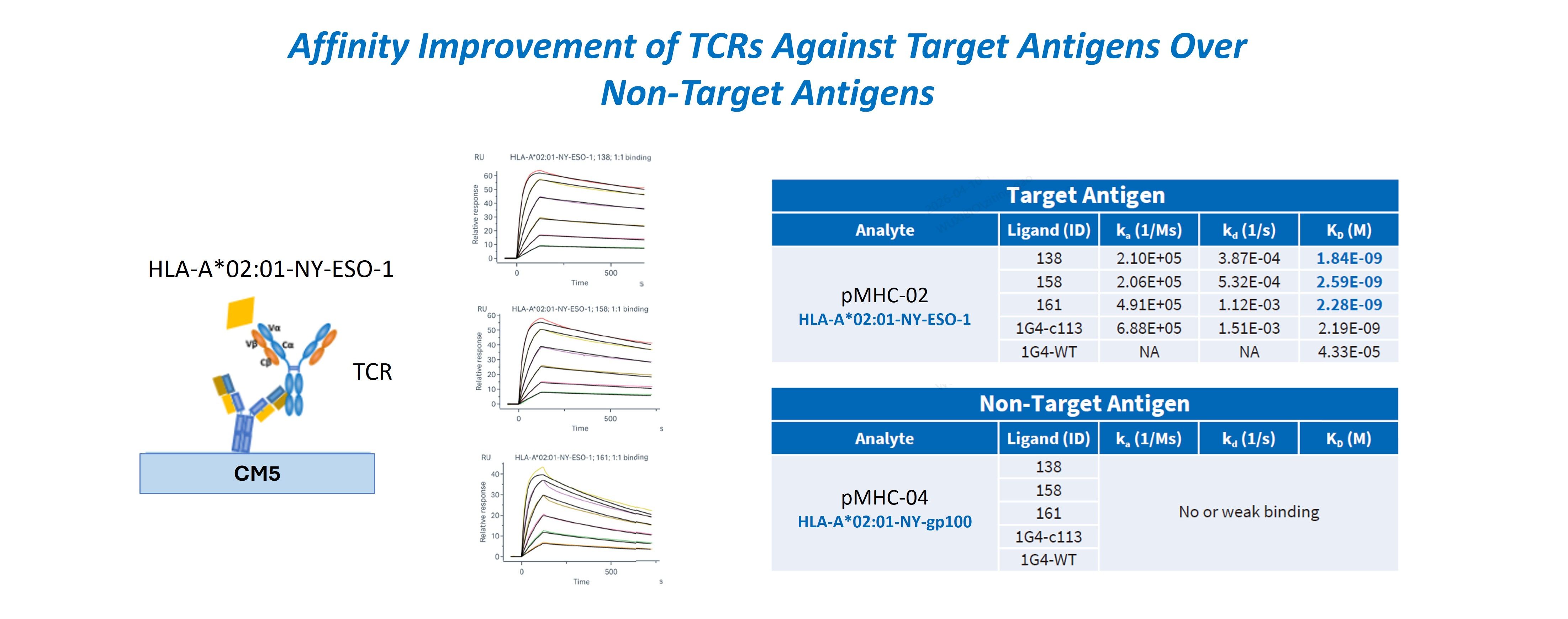 Figure showing SPR sensorgrams and binding tables for affinity-matured TCR variants against target antigen and non-target antigen, with several variants reaching 14,347-fold affinity improvement for the target while showing no or weak binding to the non-target.