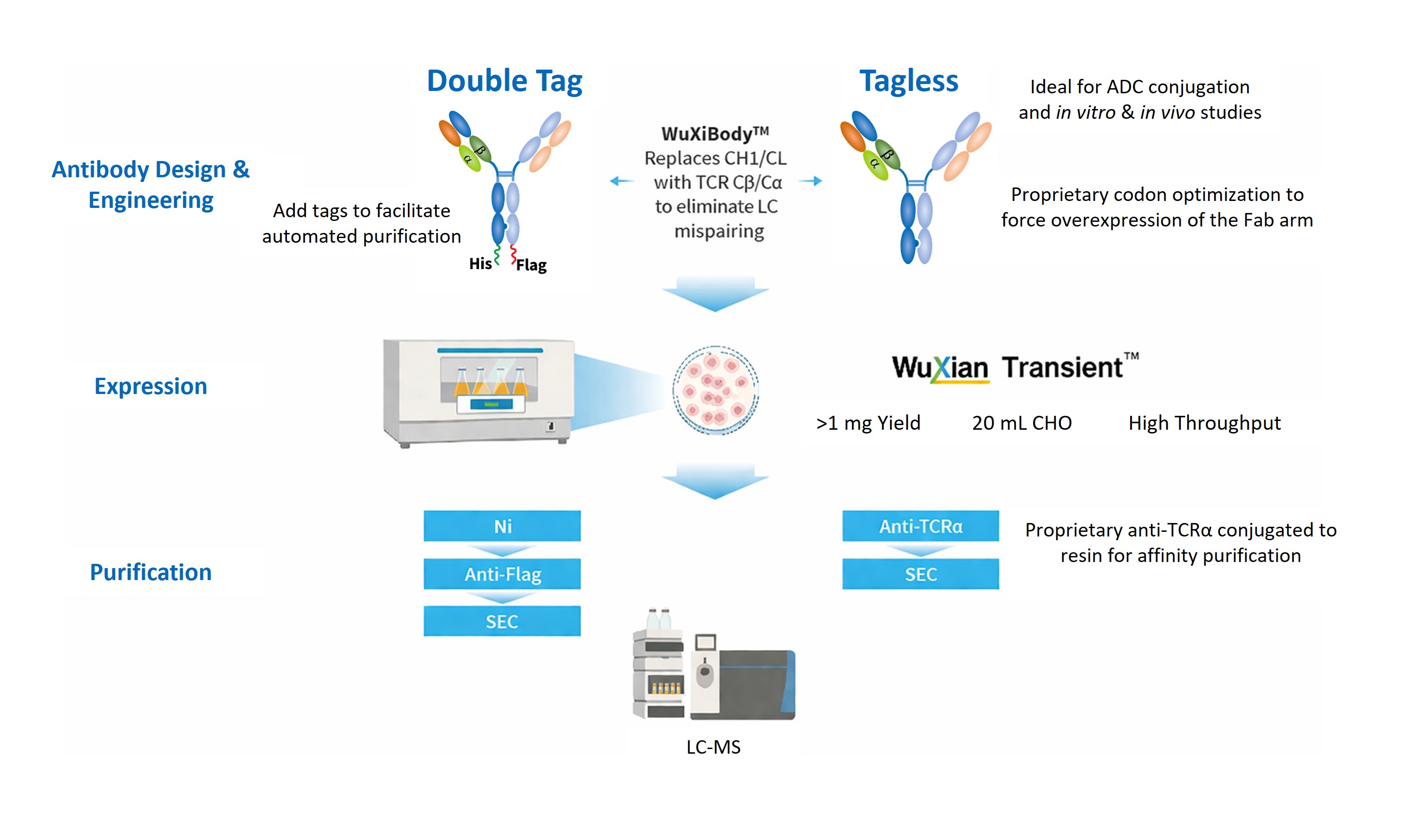 Workflow for high-throughput four-chain bispecific antibody production, comparing double-tag and tagless formats across codon optimization, CHO expression, and automated purification, yielding over 1 mg from 20 mL CHO with >99% heterodimer purity