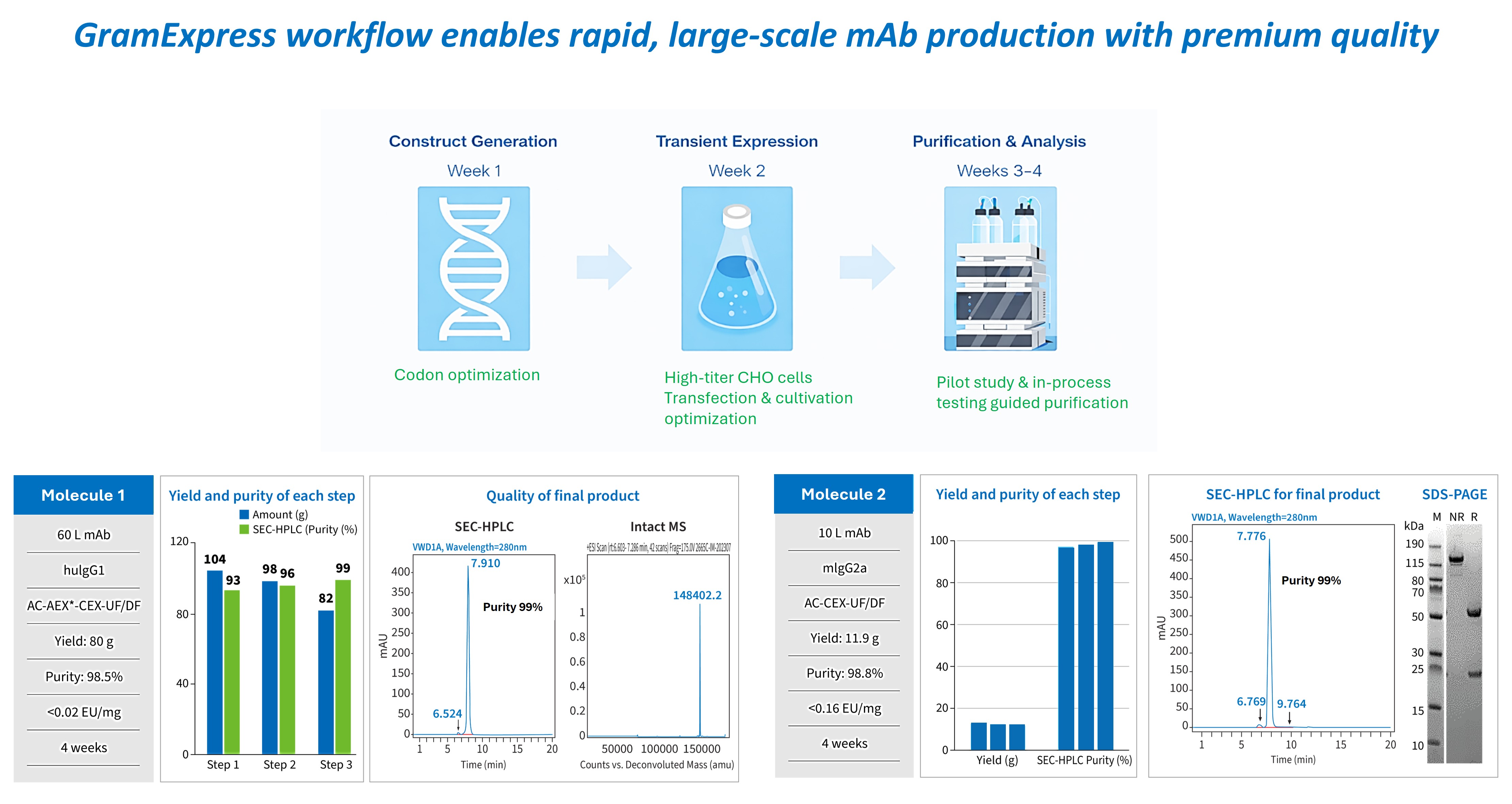 Optimized GramExpress workflow for large-scale monoclonal antibody production, integrating codon optimization, high-titer expression, and streamlined purification strategies to rapidly deliver gram-scale antibodies with high purity across multiple production scales.