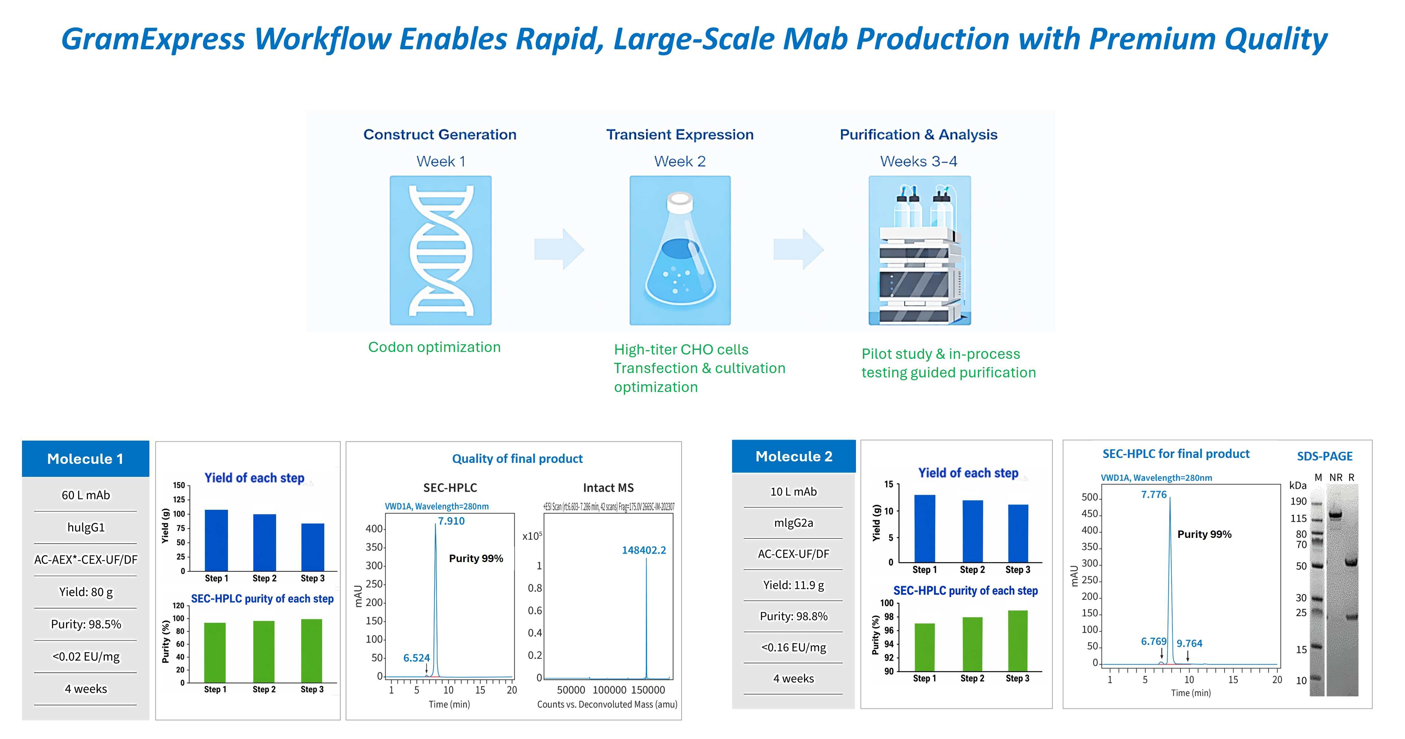 Optimized GramExpress workflow for large-scale monoclonal antibody production, integrating codon optimization, high-titer expression, and streamlined purification strategies to rapidly deliver gram-scale antibodies with high purity across multiple production scales.